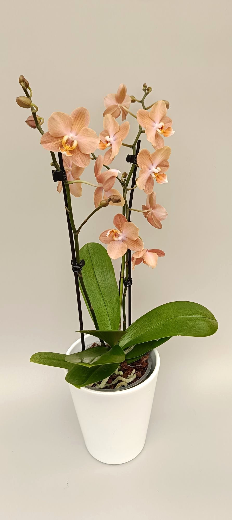 Mini Phalaenopsis orchid with elegant champagne pastel petals