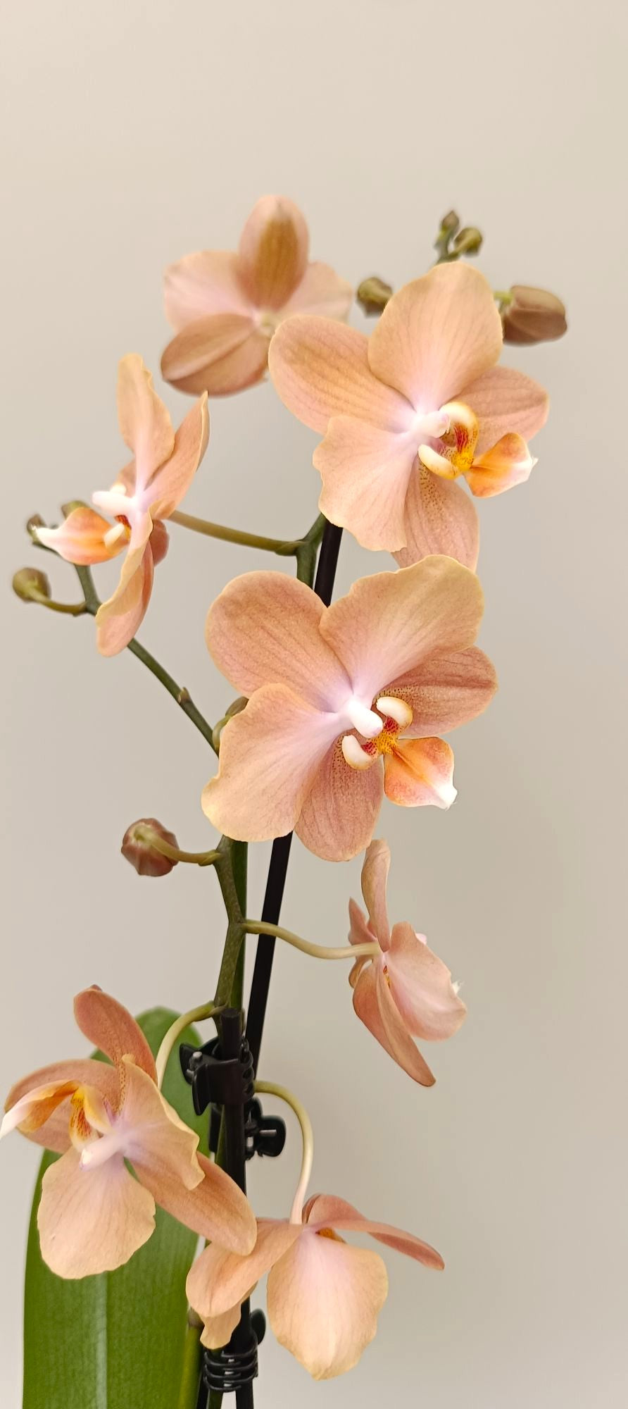 Detail of Mini Champagne Nude flower with subtle golden center