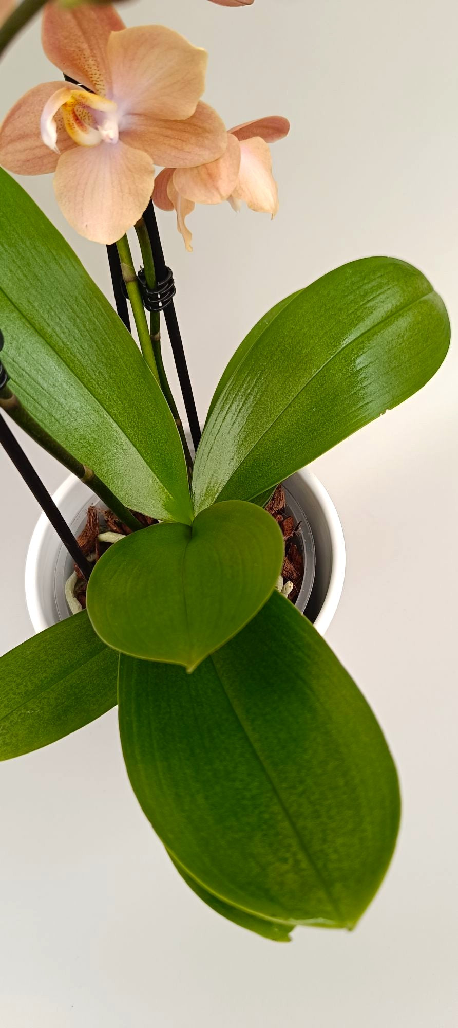 Elegant mini orchid in champagne blush tones