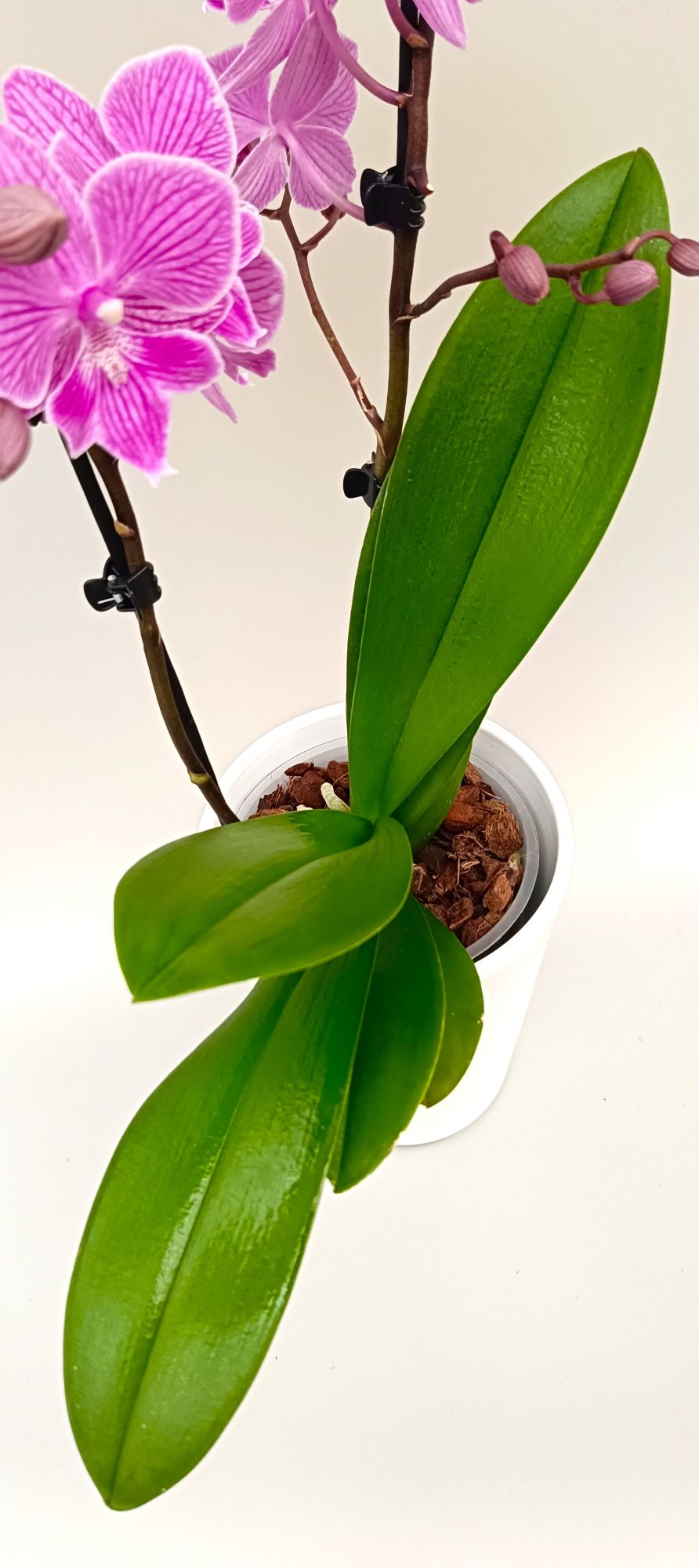 Green leaves of Phalaenopsis Mini Pink Lace orchid with vibrant pink striped blooms