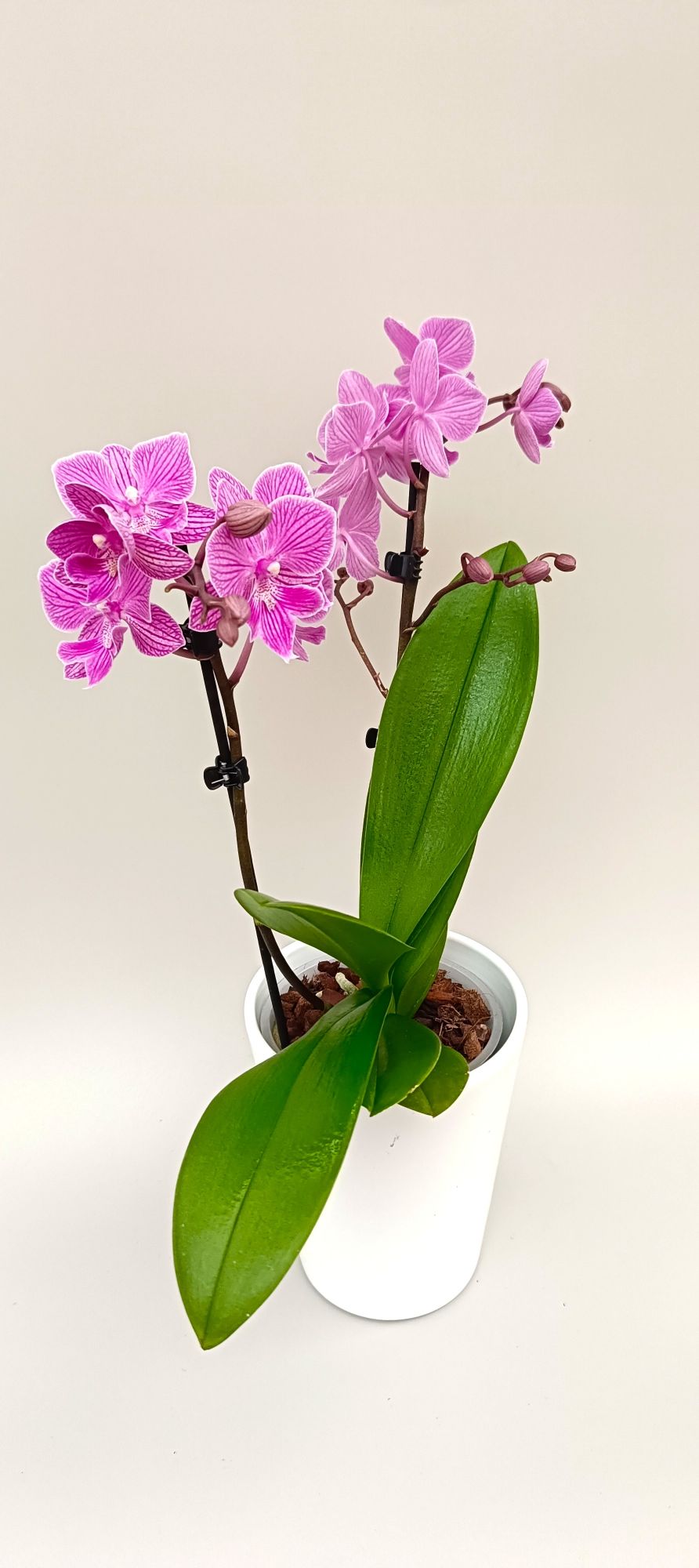 Mini Phalaenopsis orchid with delicate pink lace pattern