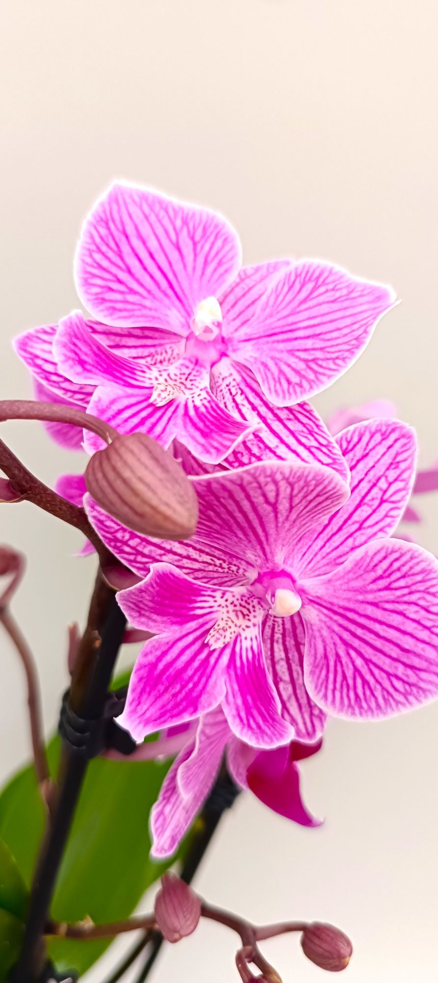 Mini Pink Lace orchid with vibrant pink striped blooms