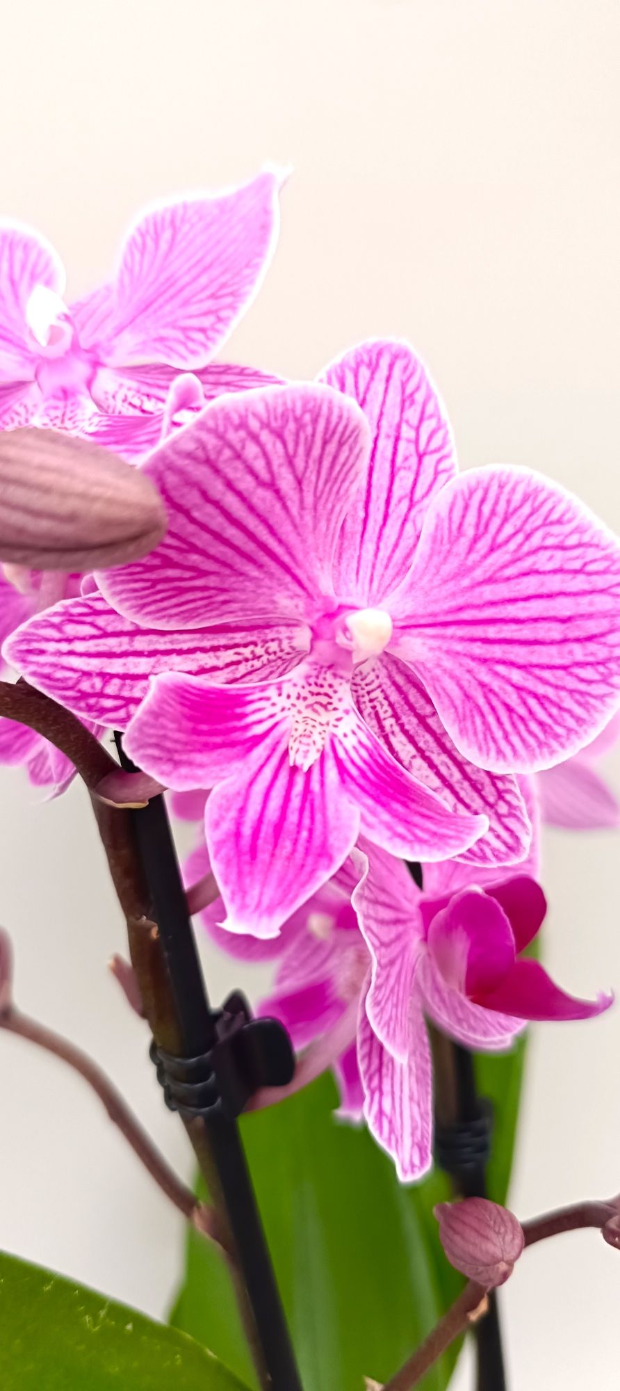 Close-up of Mini Pink Lace orchid flowers