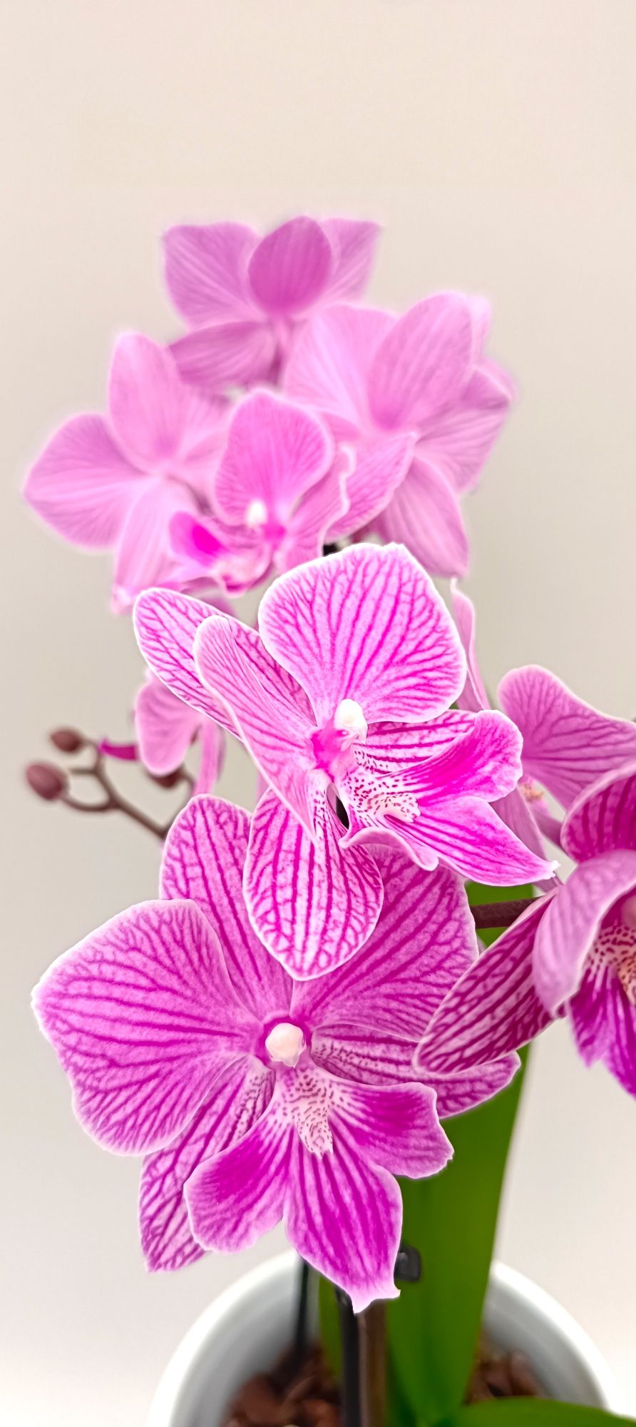 Feminine mini orchid with elegant pink veining