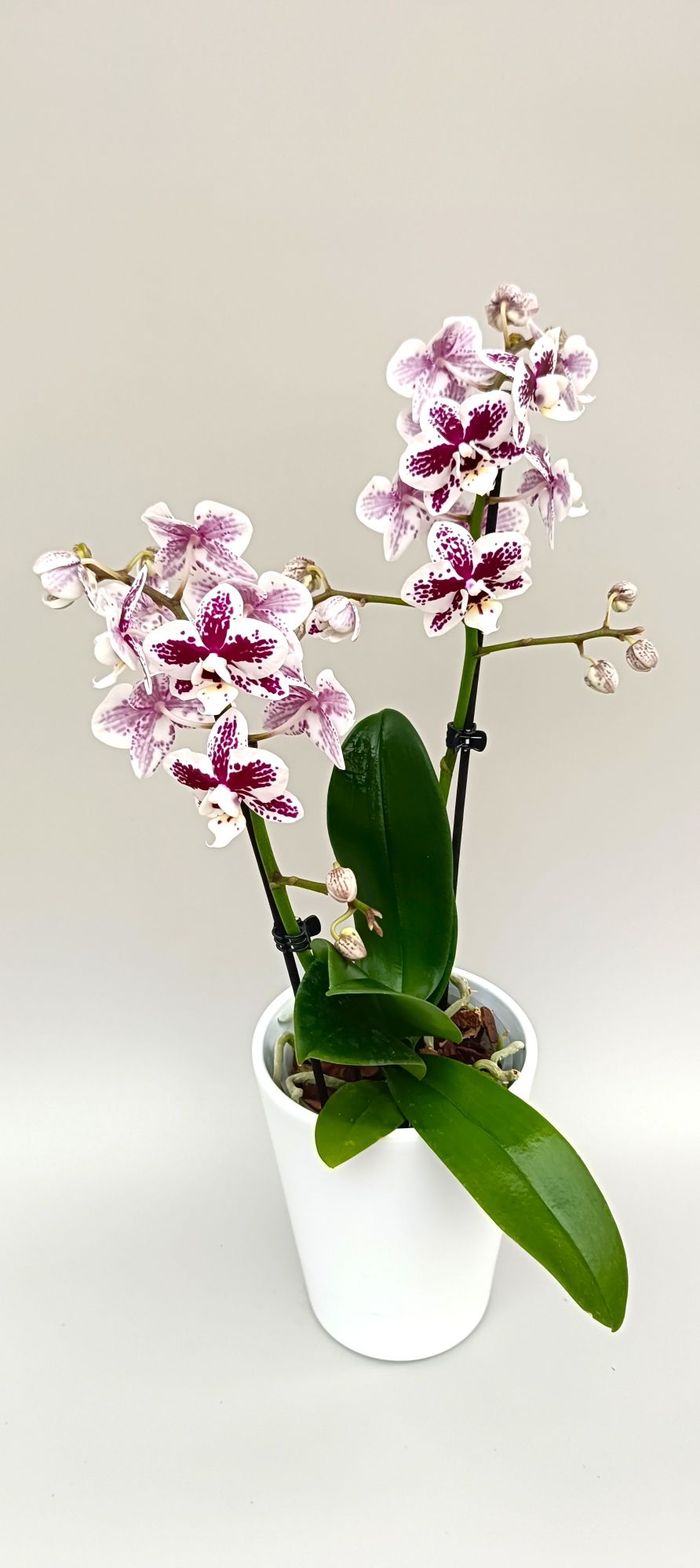 Luxury mini orchid with porcelain white petals and mosaic markings