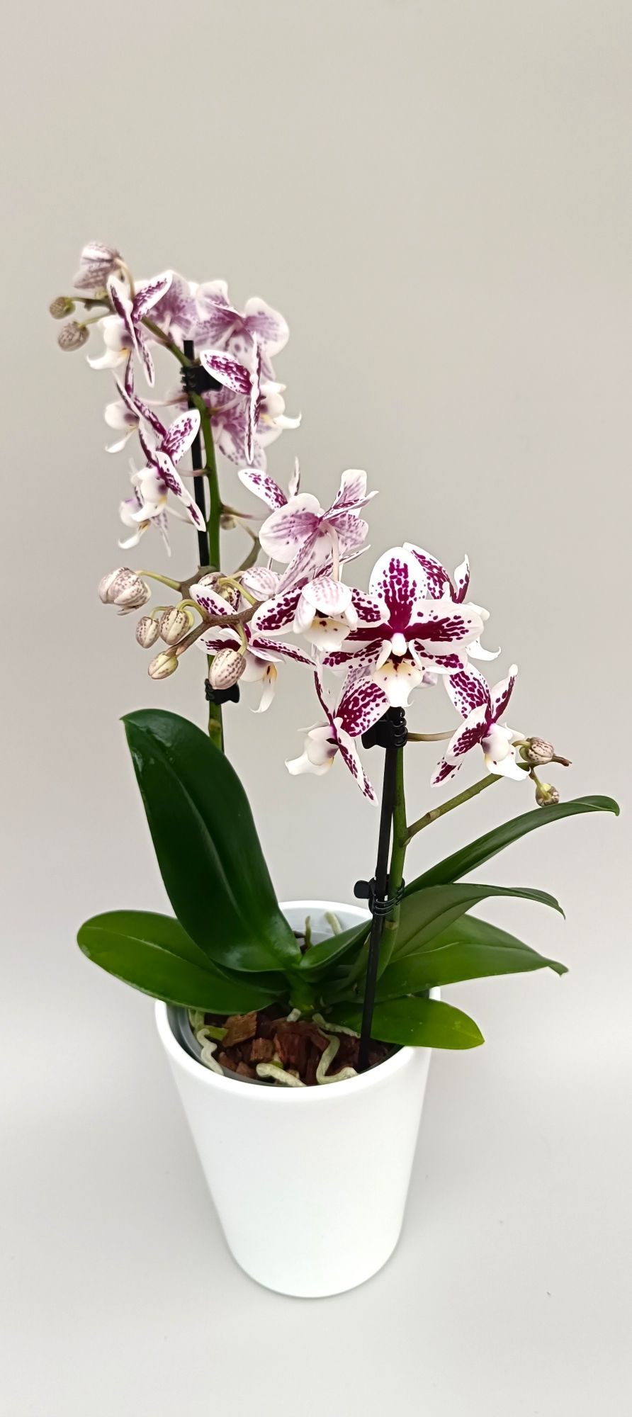 Luxury mini orchid with porcelain white petals and mosaic markings
