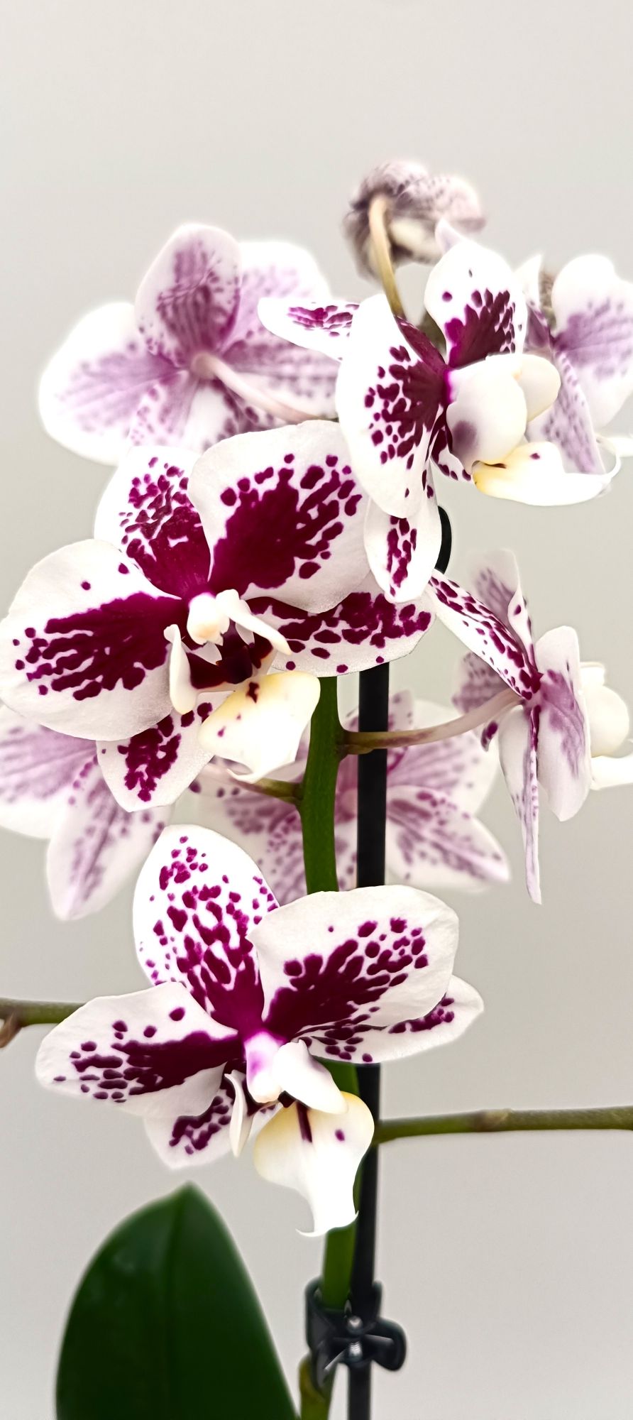 Close-up of Mini Porcelain Mosaic orchid flowers