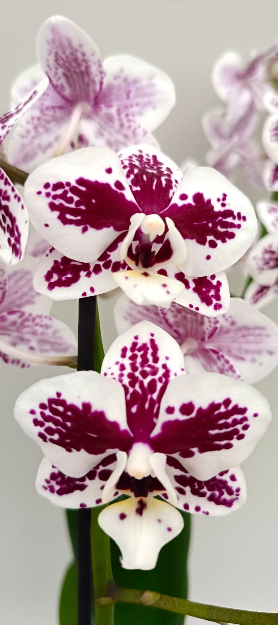 Mini Porcelain Mosaic orchid with white and burgundy patterned blooms