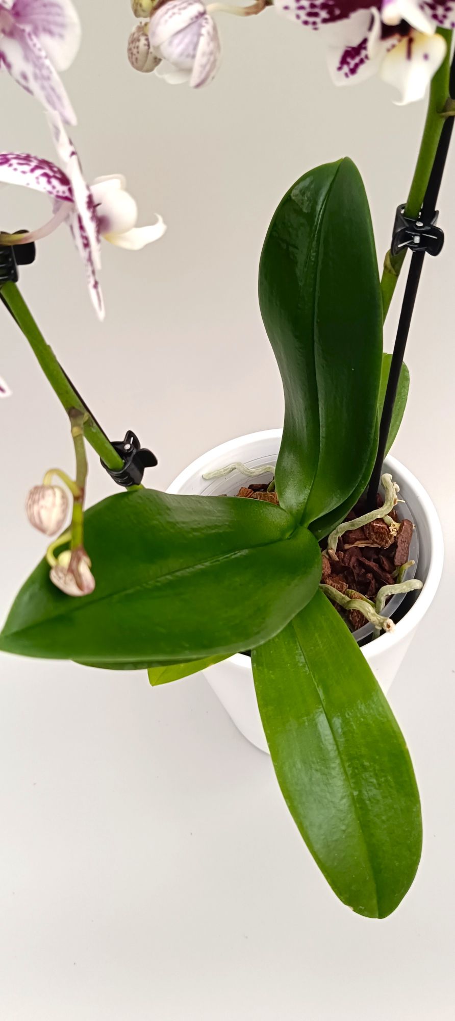 Artistic mini Phalaenopsis orchid with burgundy floral pattern