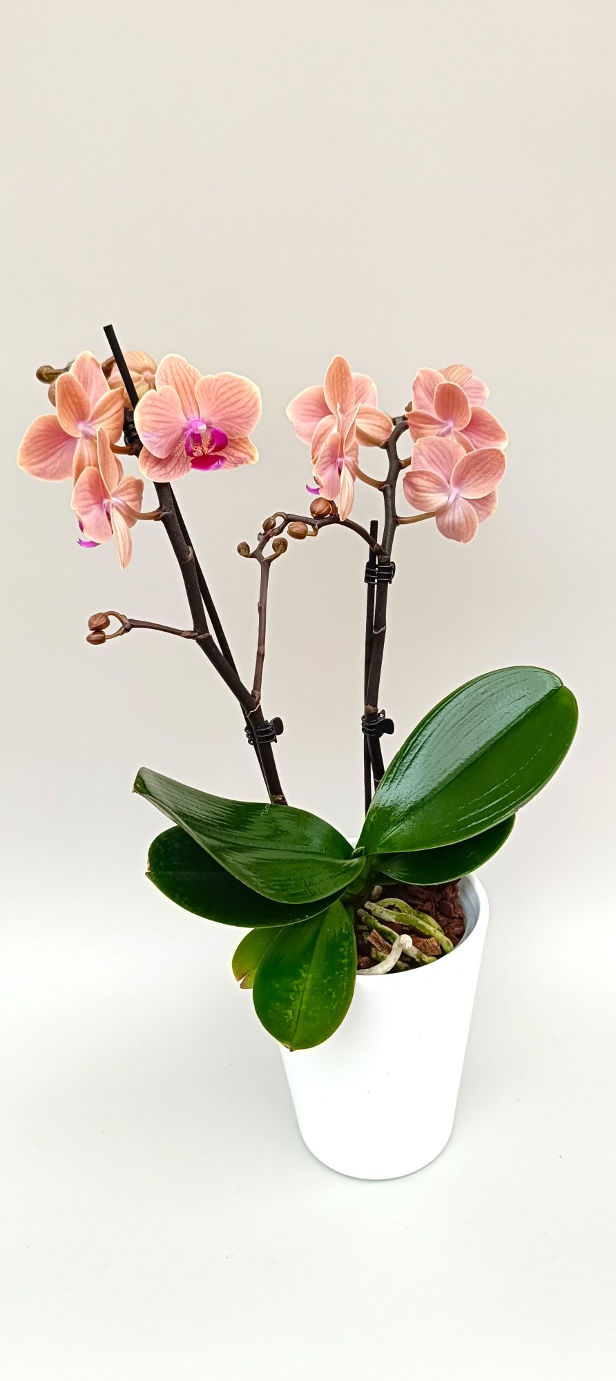 Soft pink mini orchid with elegant pastel veining