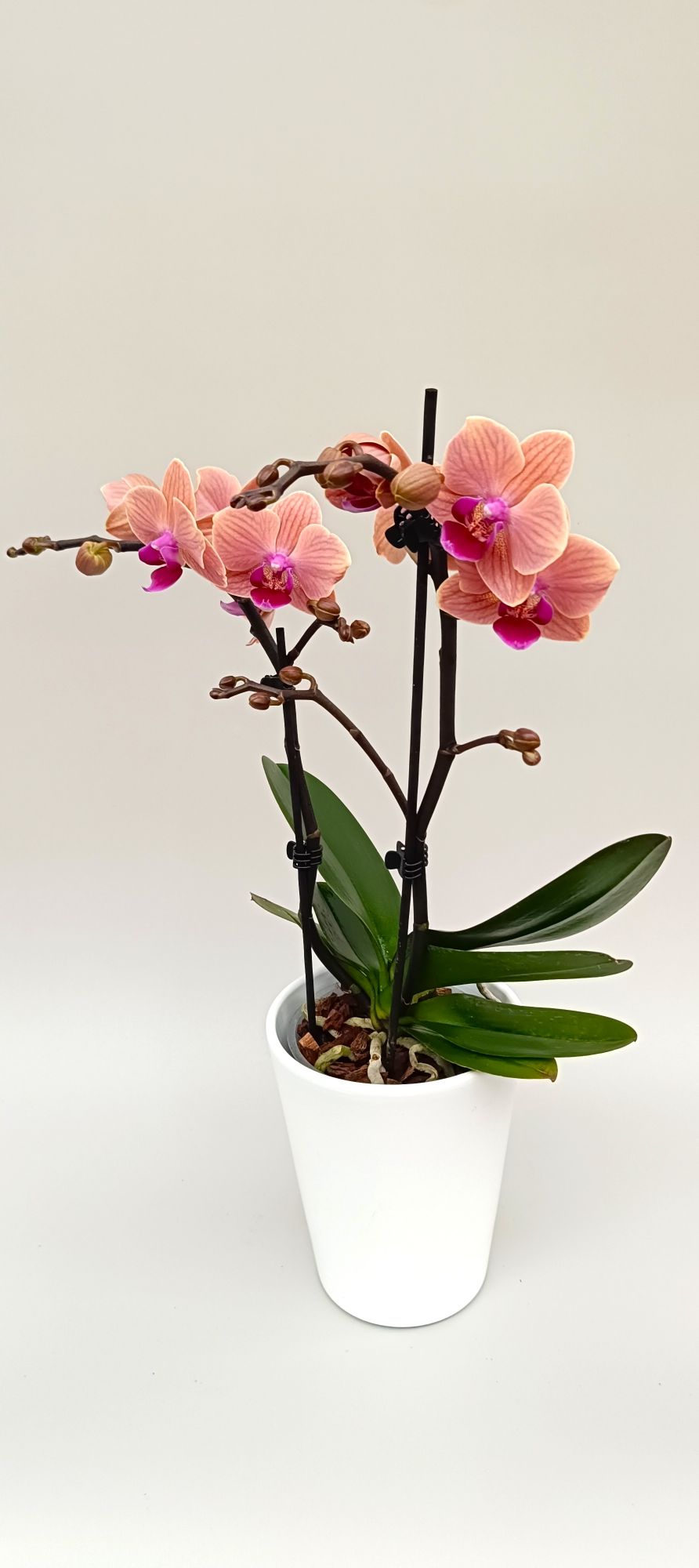 Luxury mini orchid with powdery pink beige flowers