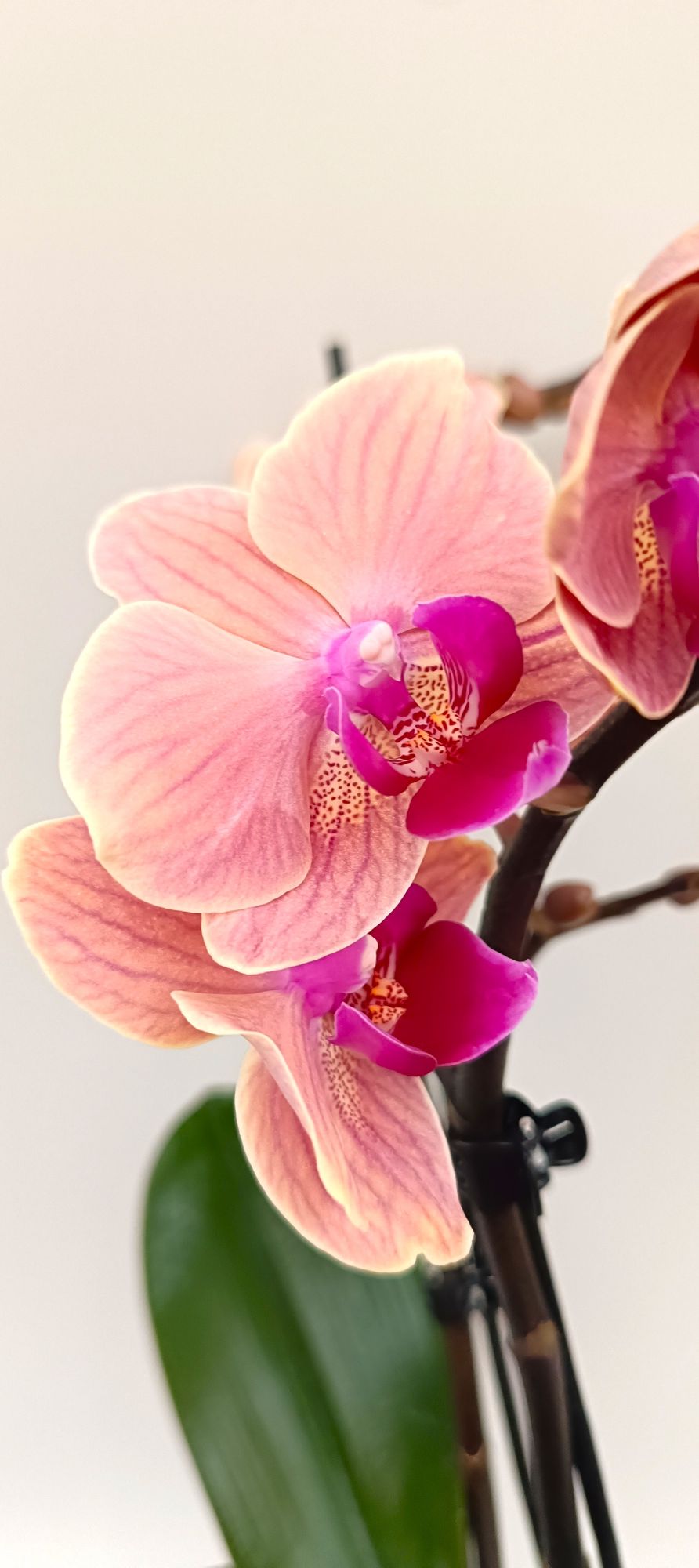 Close-up of Mini Rose Cashmere orchid blooms