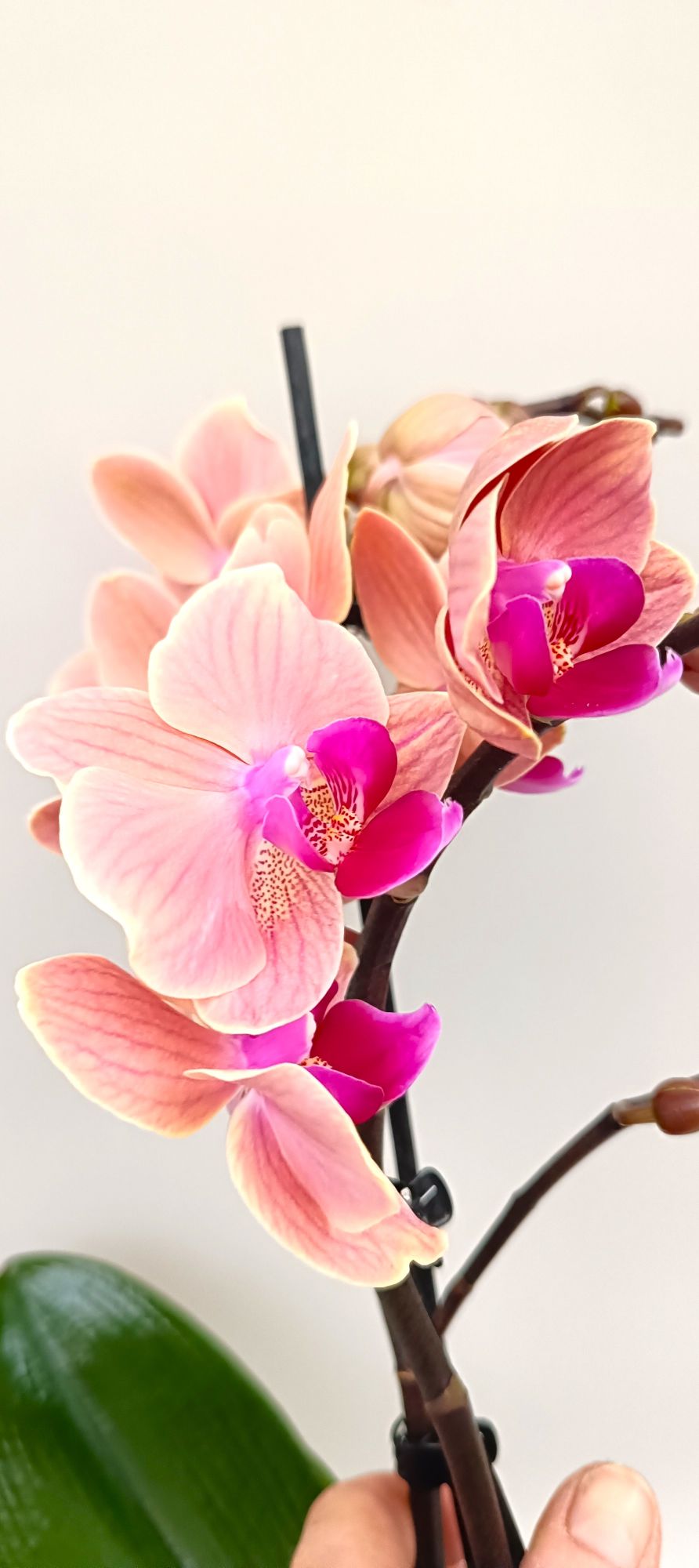 Elegant mini orchid with blush pink and pastel tones