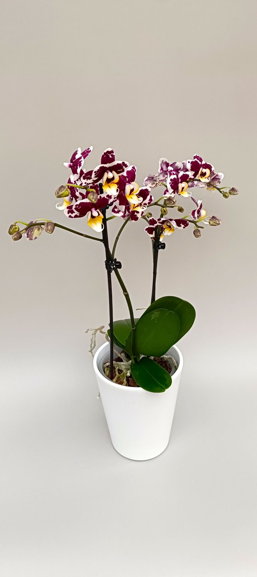 Exotic mini orchid with dramatic ruby patterned flowers