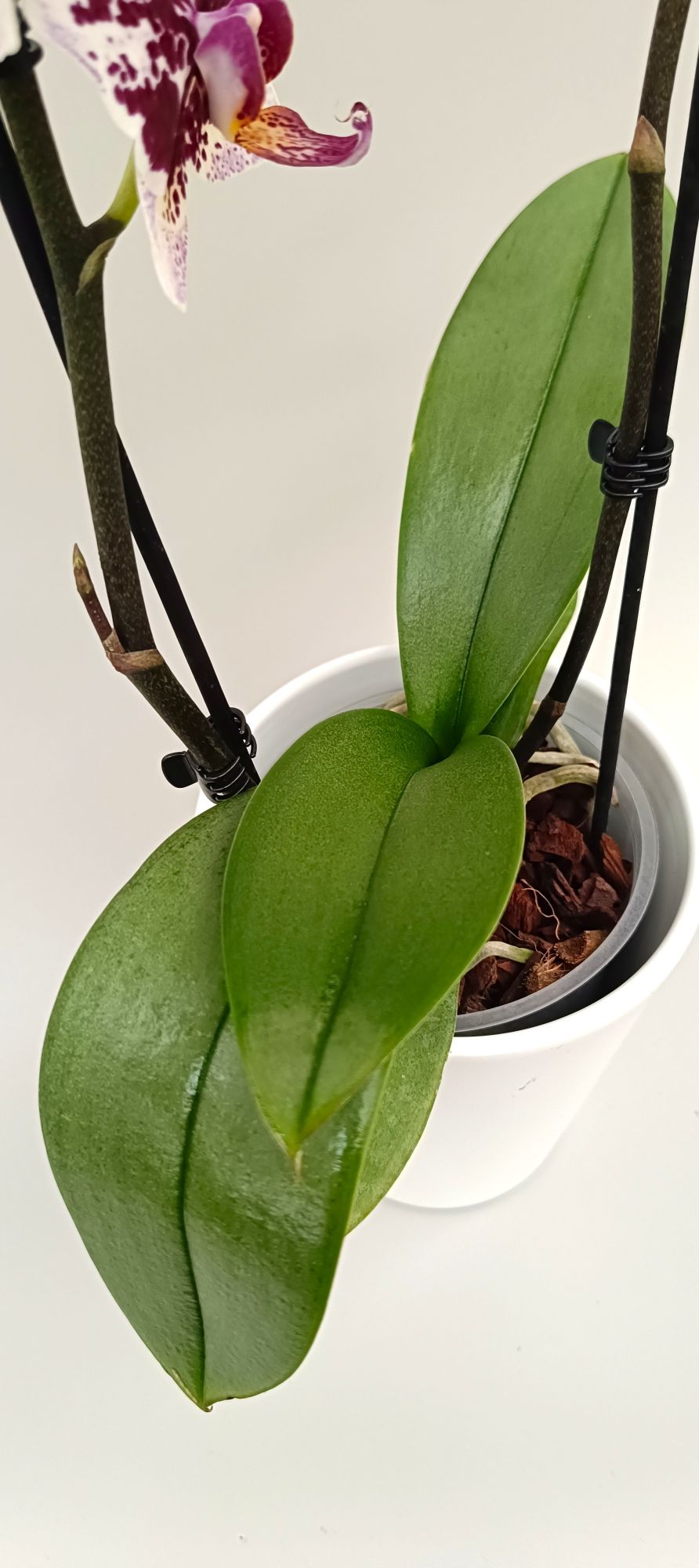 Green leaves of Mini Ruby Splash orchid flowers