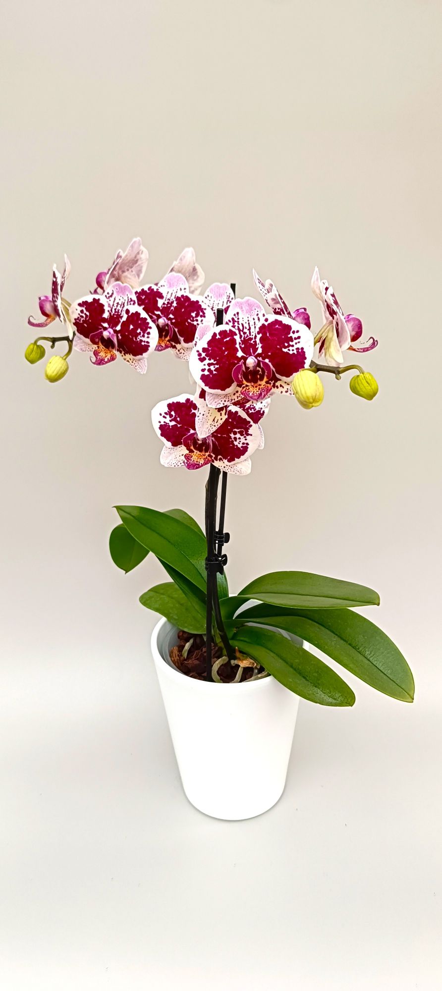 Elegant white orchid with ruby-magenta splash pattern