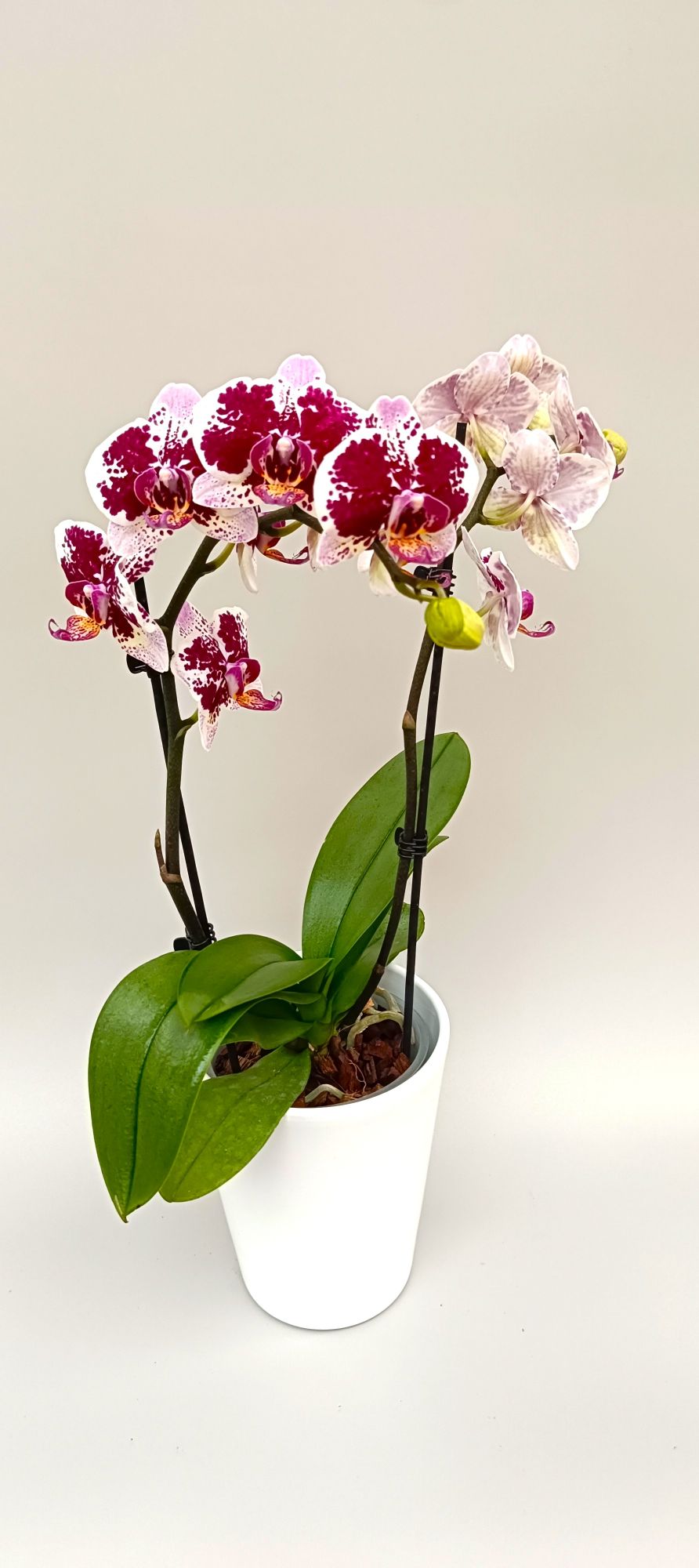 Mini Phalaenopsis orchid with white petals and ruby speckles
