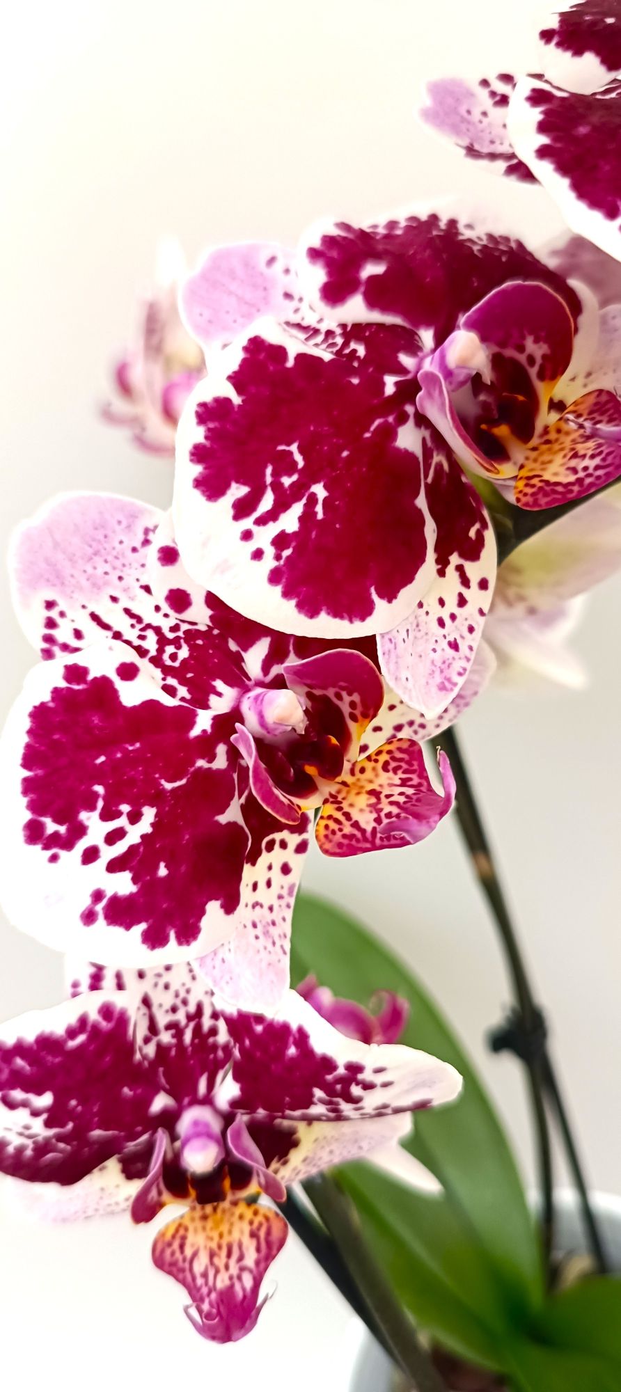 Luxury mini orchid with dramatic ruby splash blooms