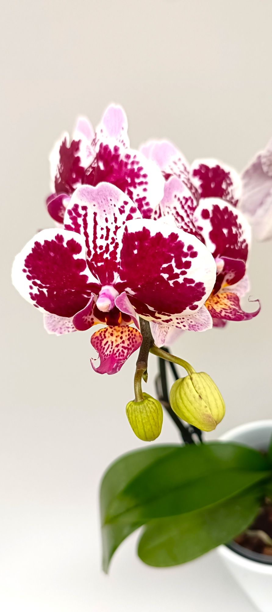 Close-up of Mini Ruby Splash orchid flowers
