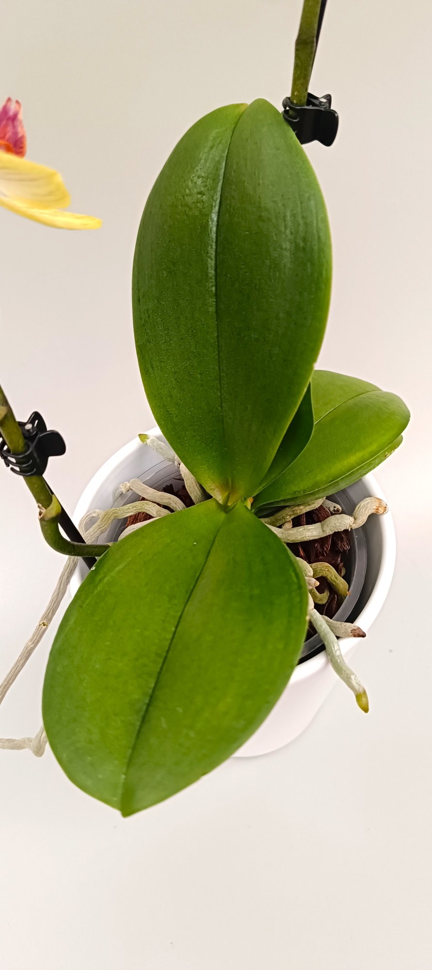 Soft yellow orchid with refined vein-like petal details