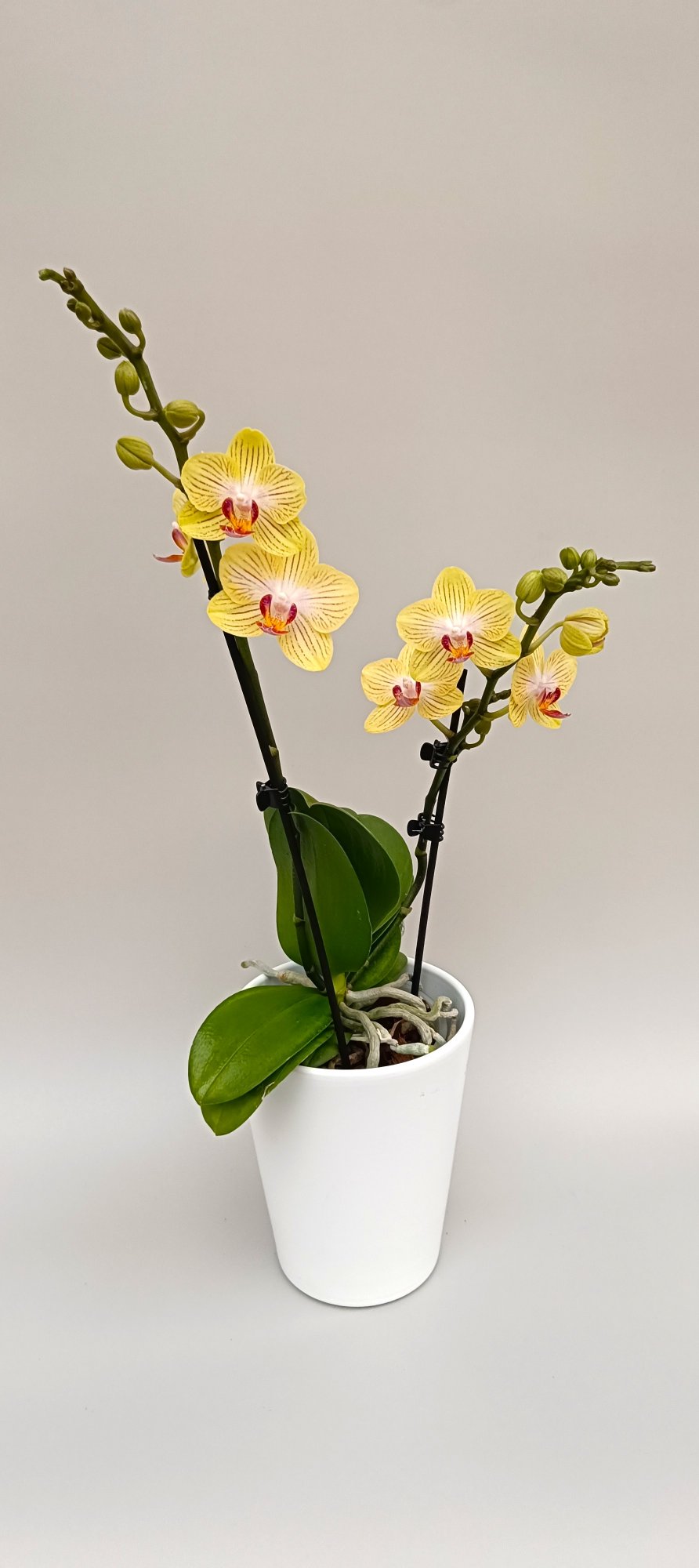 Soft yellow orchid with refined vein-like petal details