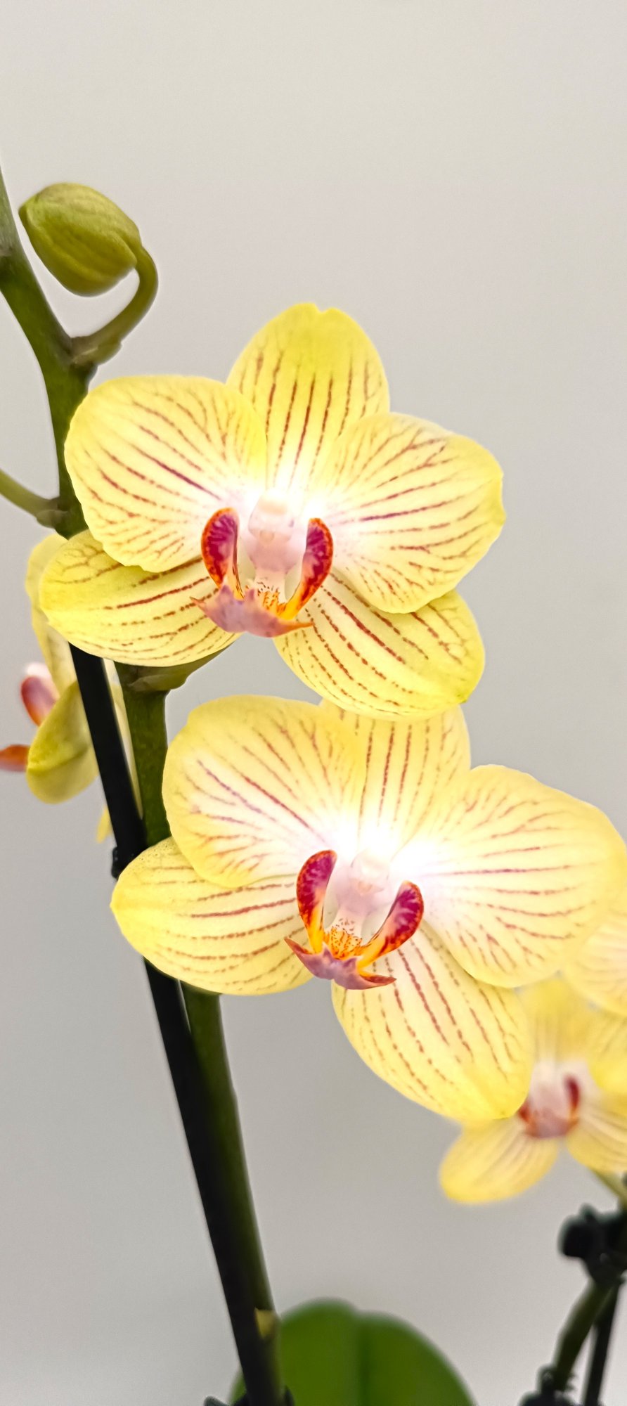 Mini Vanilla Vein orchid with creamy yellow veined blooms