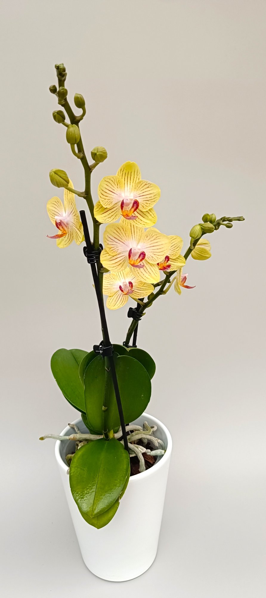 Luxury yellow mini orchid with pastel floral elegance