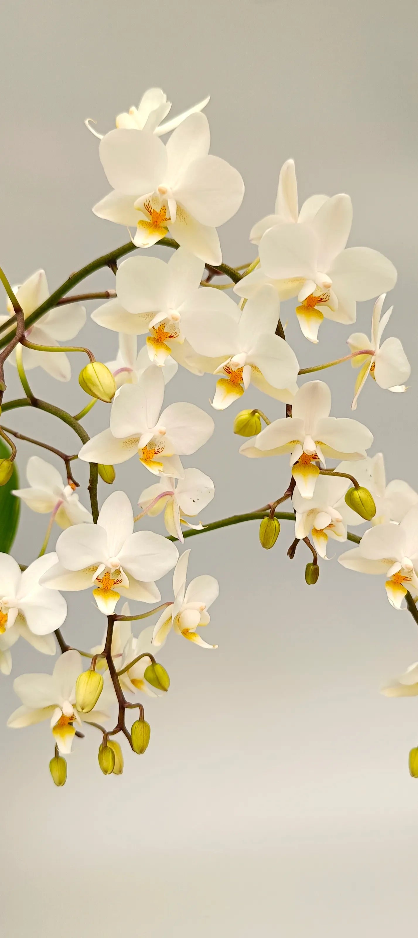 Elegant white orchid with branching hanging flowers