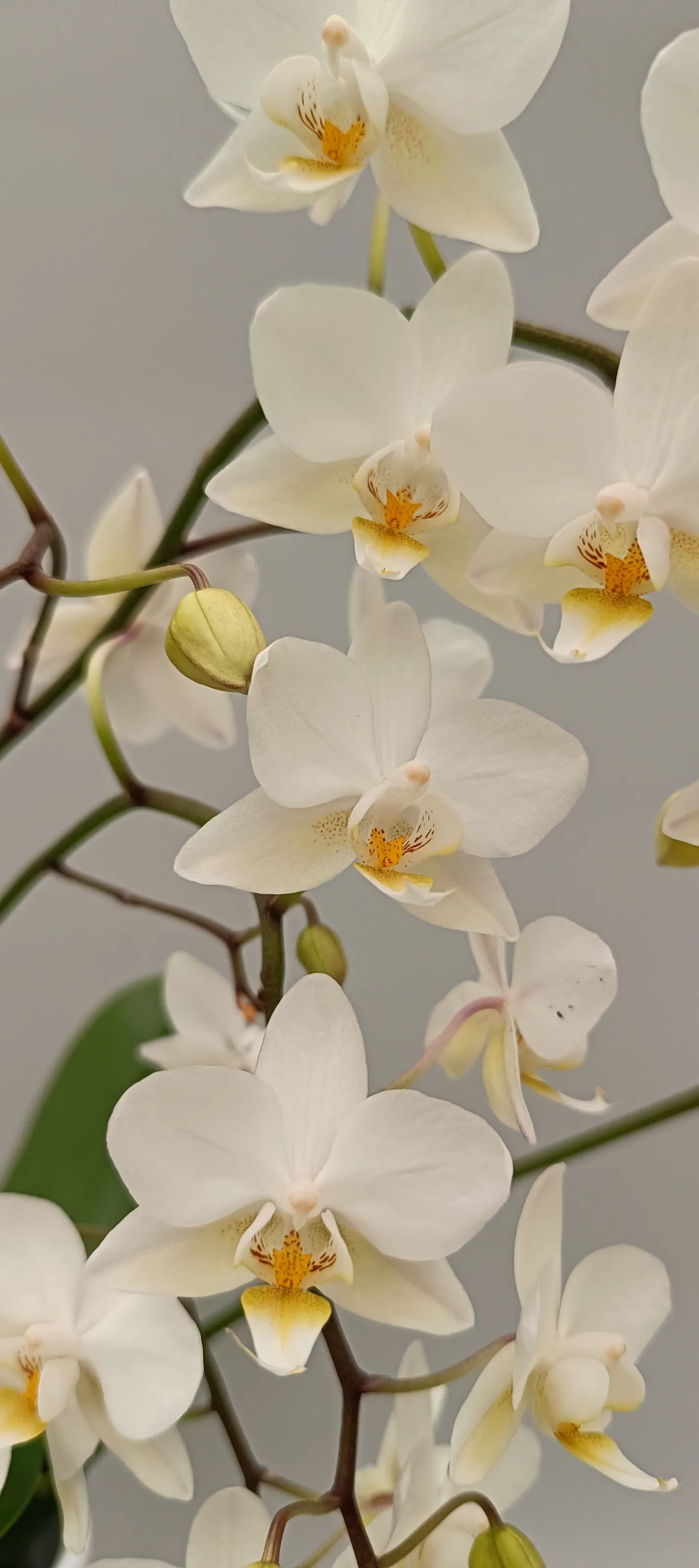 Detail of white orchid flowers with soft yellow center