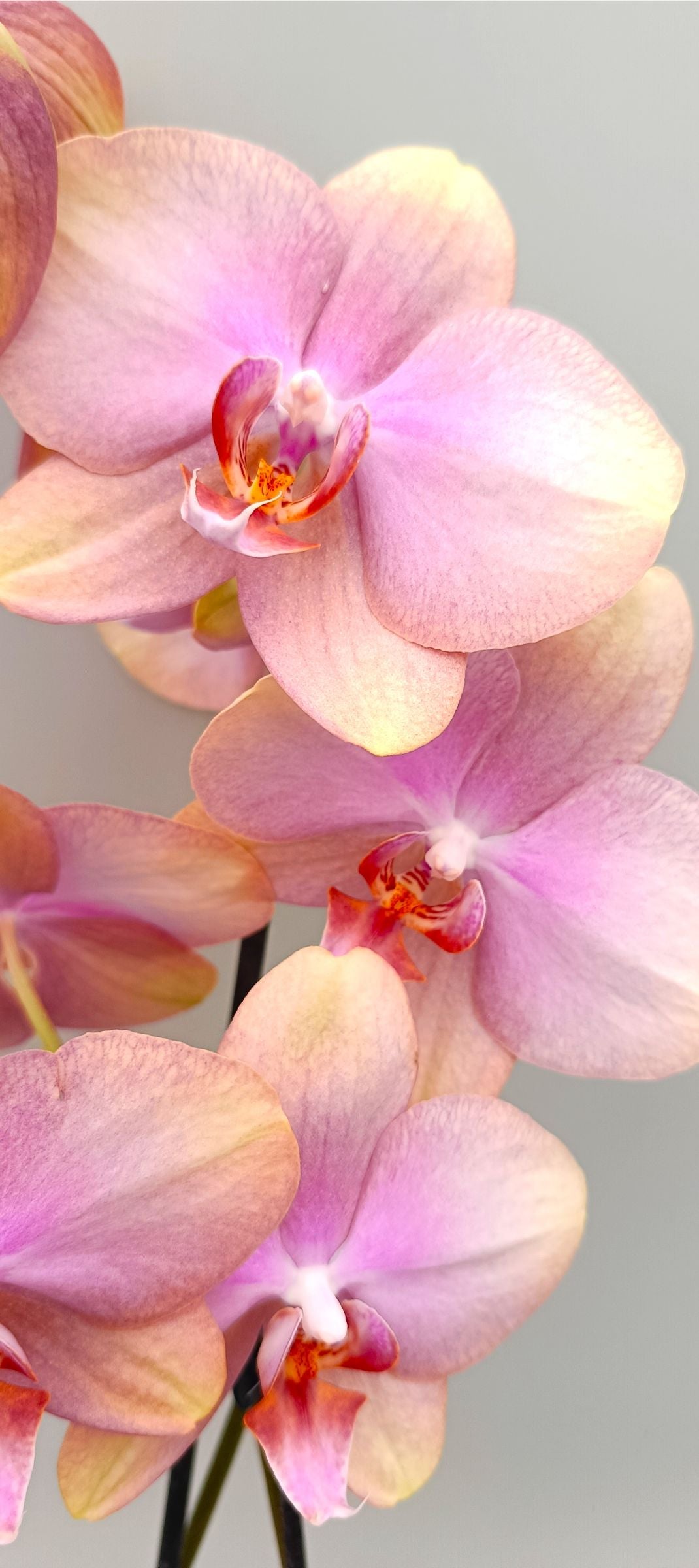 Detail of soft peach orchid petals with warm gradient tones