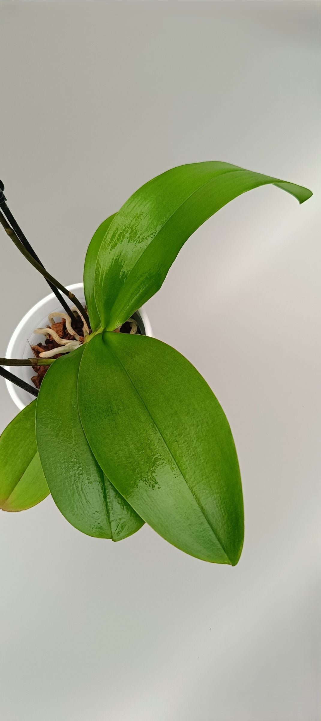 Detail of soft peach orchid petals with warm gradient tones