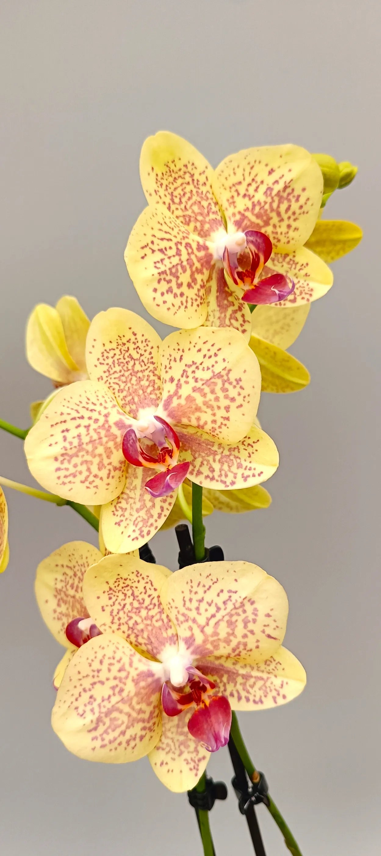 Elegant Sun Kissed orchid with arching stems and bright yellow blossoms