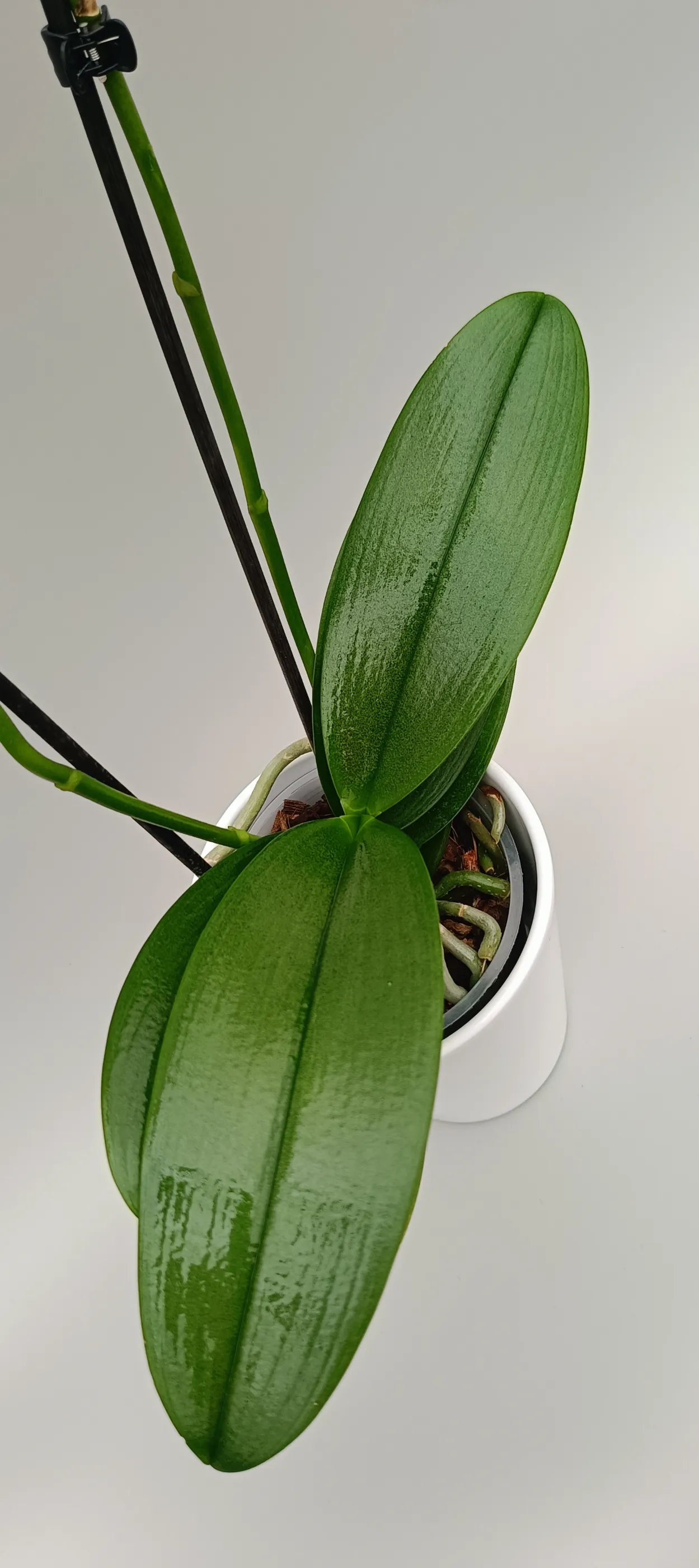 Elegant Sun Kissed orchid with arching stems and bright yellow blossoms