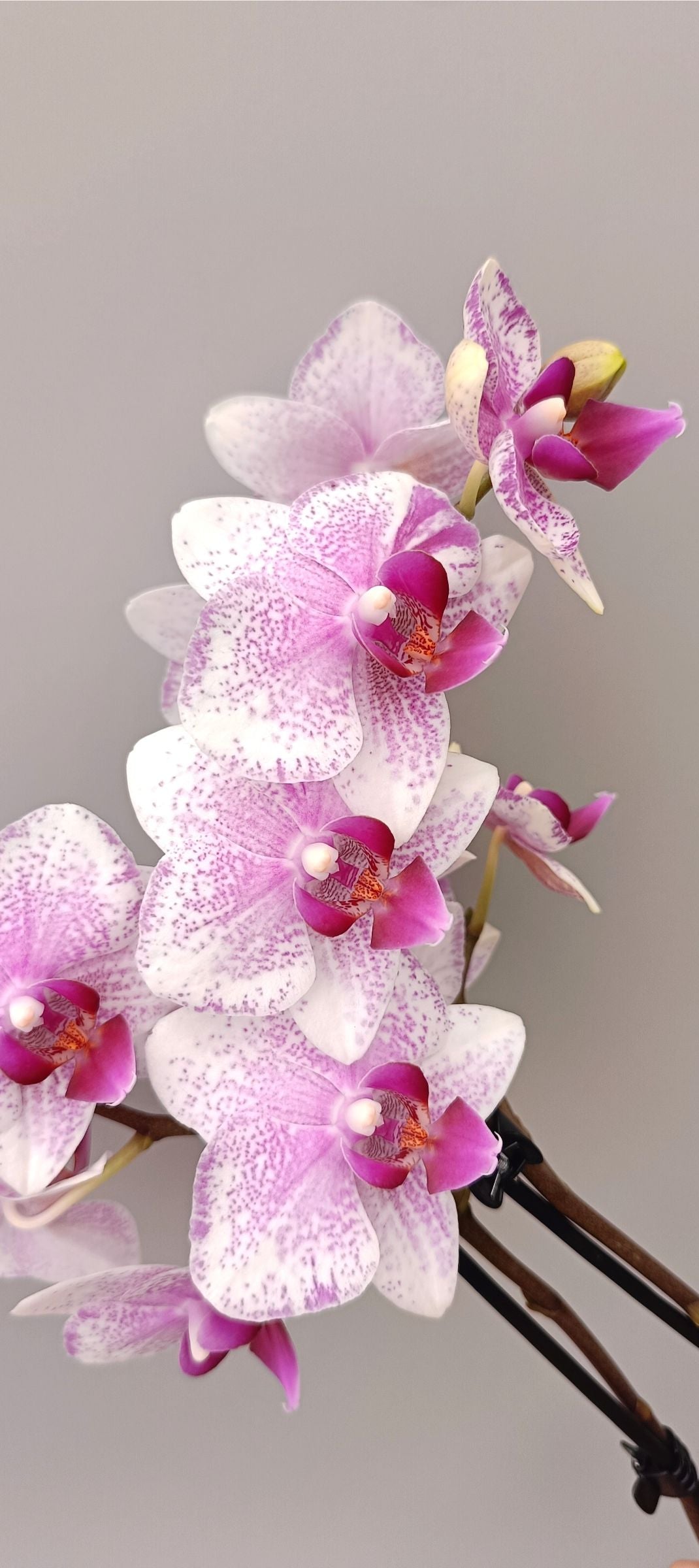 Compact orchid Mini Pink Freckles in white pot