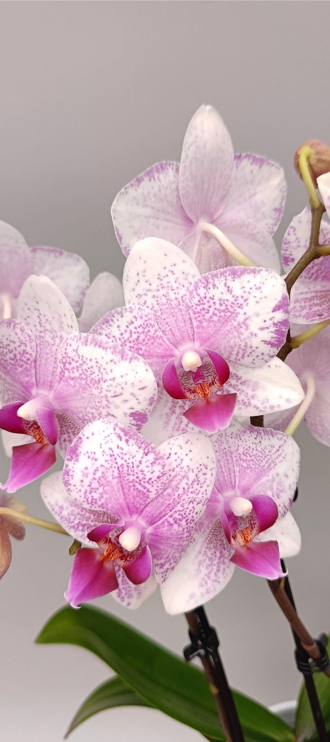 Detail of freckled orchid flower with vivid pink center
