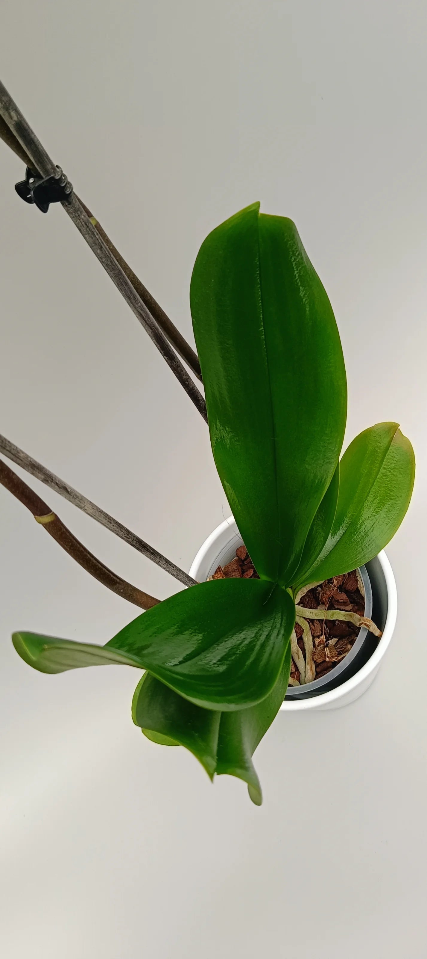 Elegant Phalaenopsis Velvet Apricot with warm pastel tones