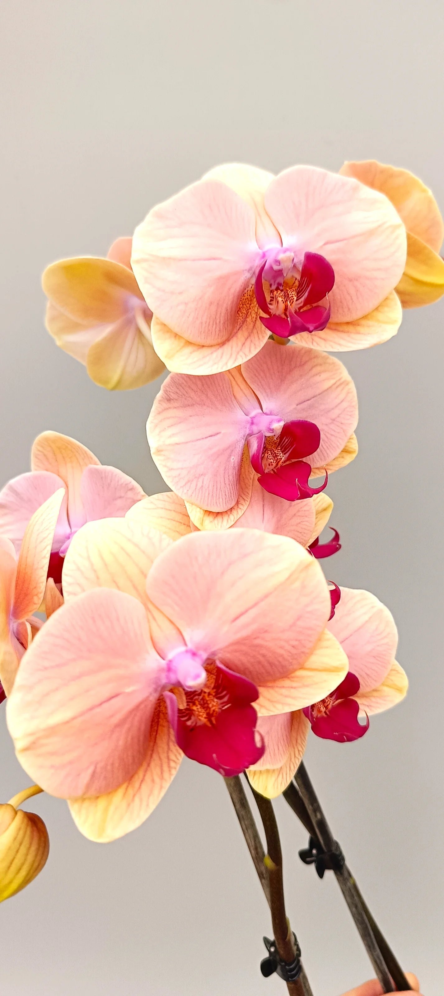 Detail of apricot-colored Phalaenopsis flower with soft gradient