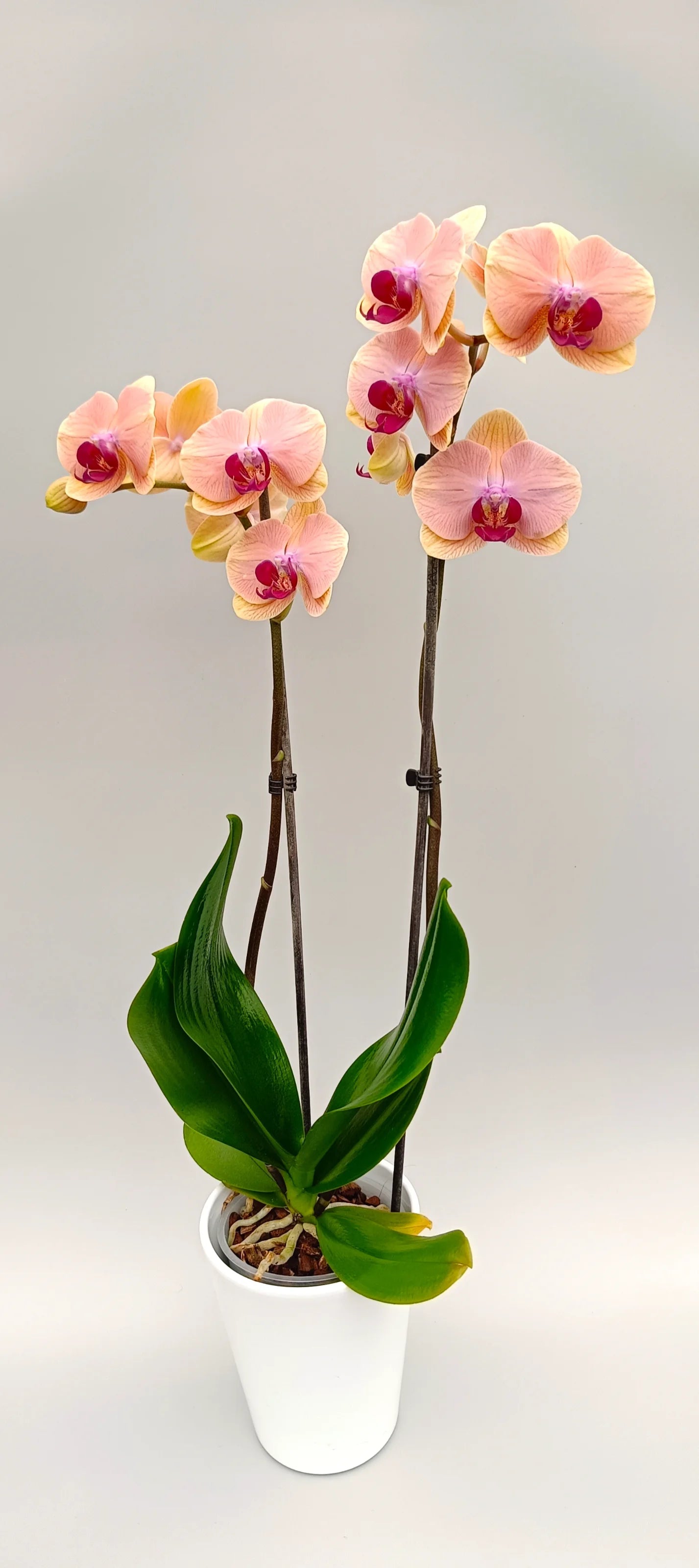 Detail of apricot-colored Phalaenopsis flower with soft gradient