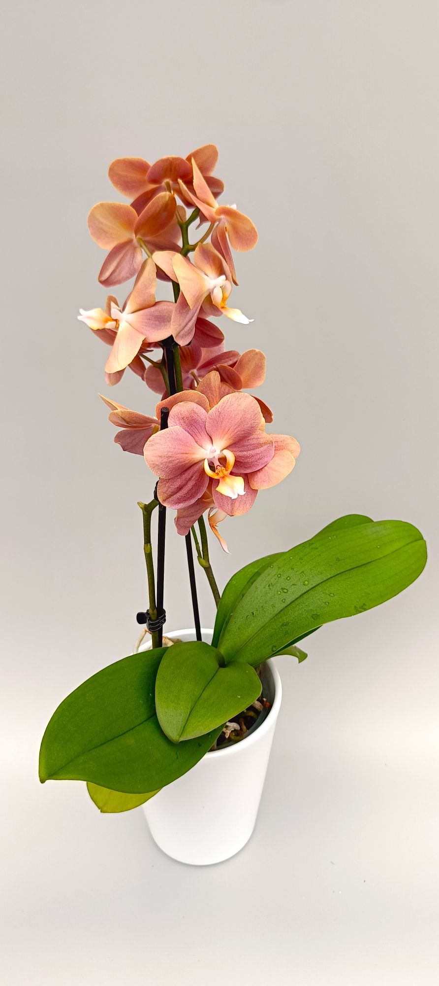 Phalaenopsis orchid with warm peach and apricot tones