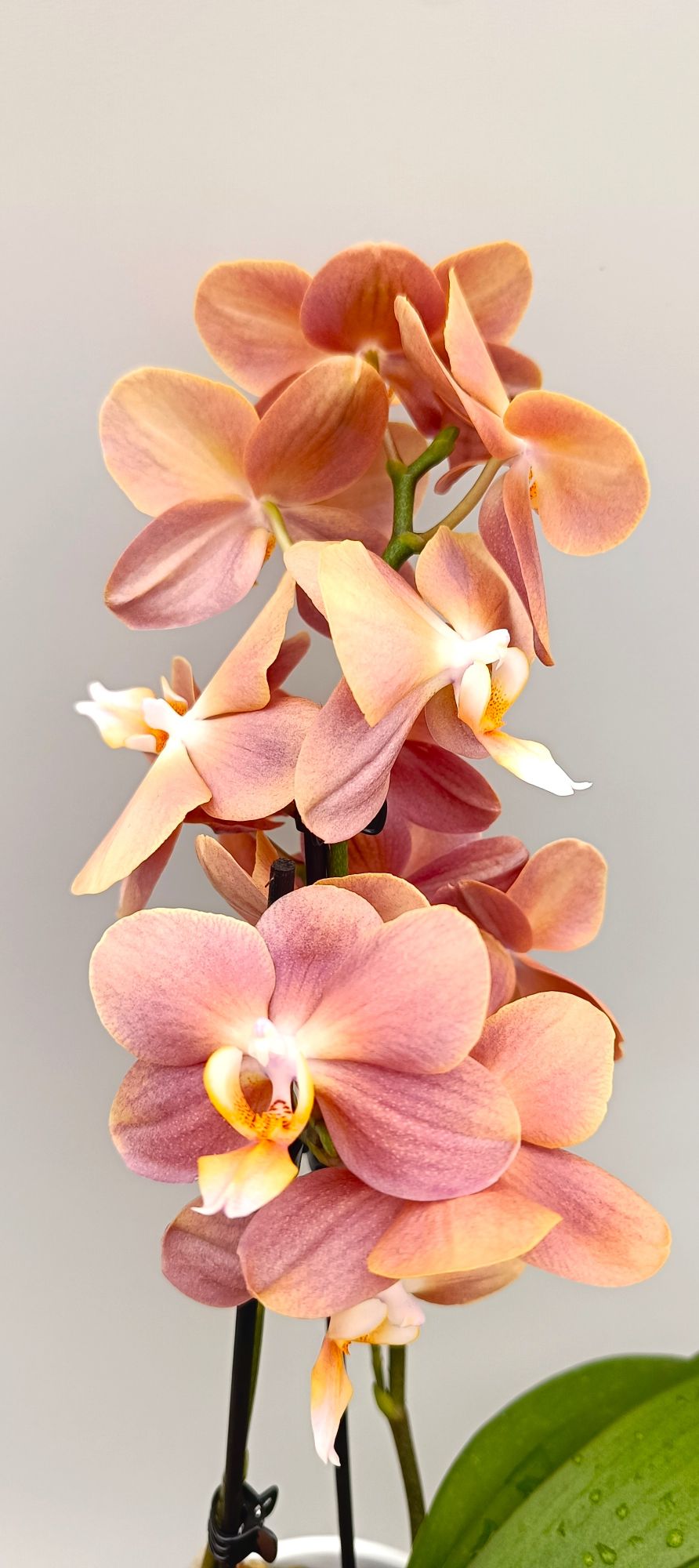 Close-up of silky apricot orchid petals