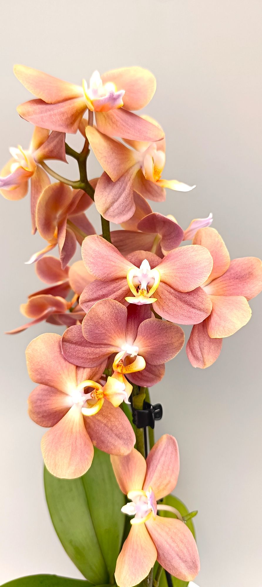 Phalaenopsis orchid with warm peach and apricot tones
