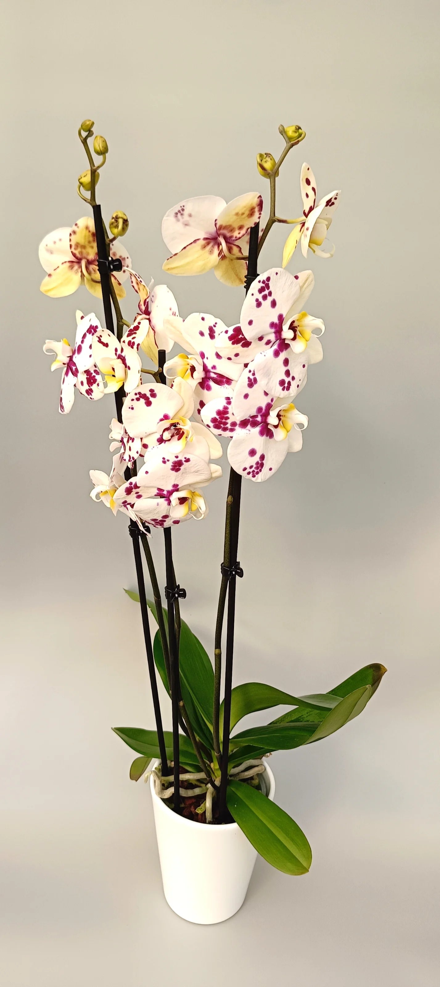 Artistic orchid Art Bloom with hand-painted effect