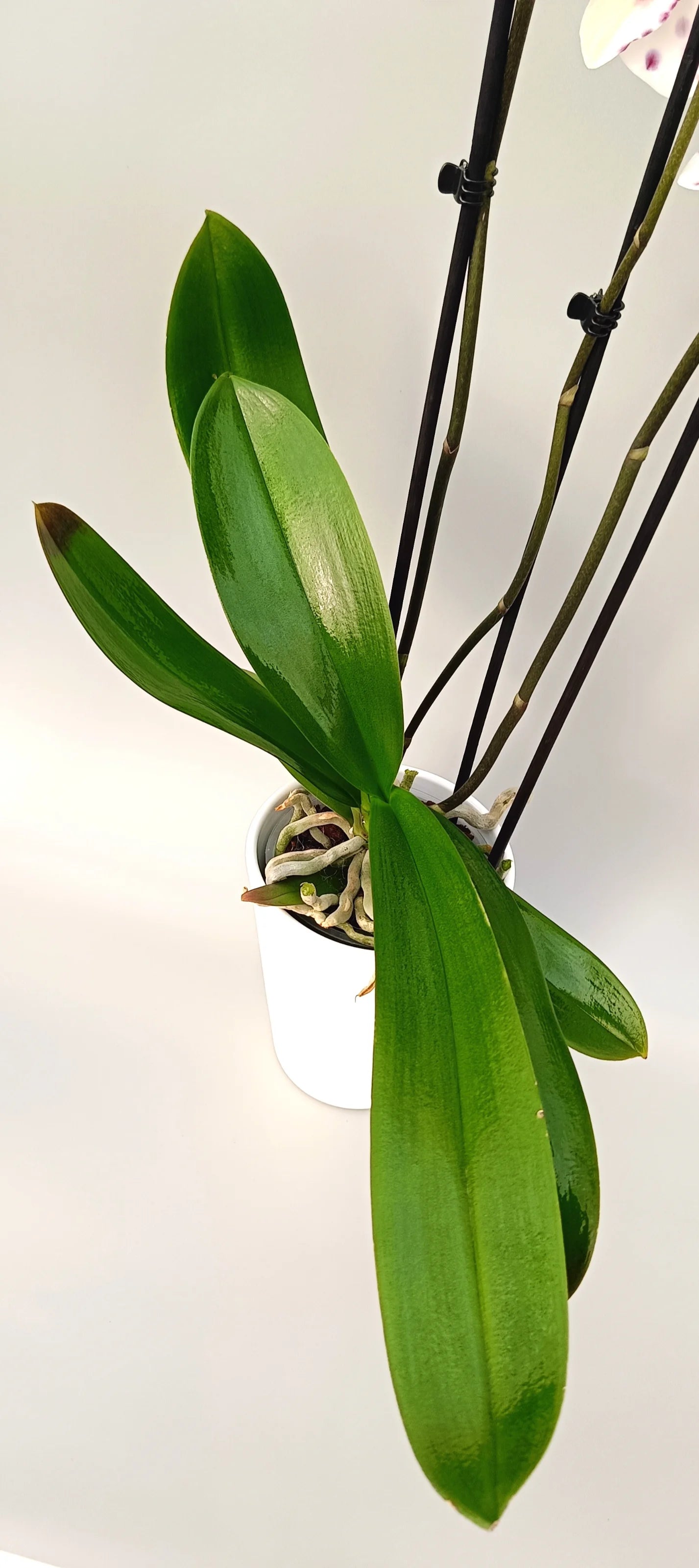 Leaves of phalaenopsis Art Bloom