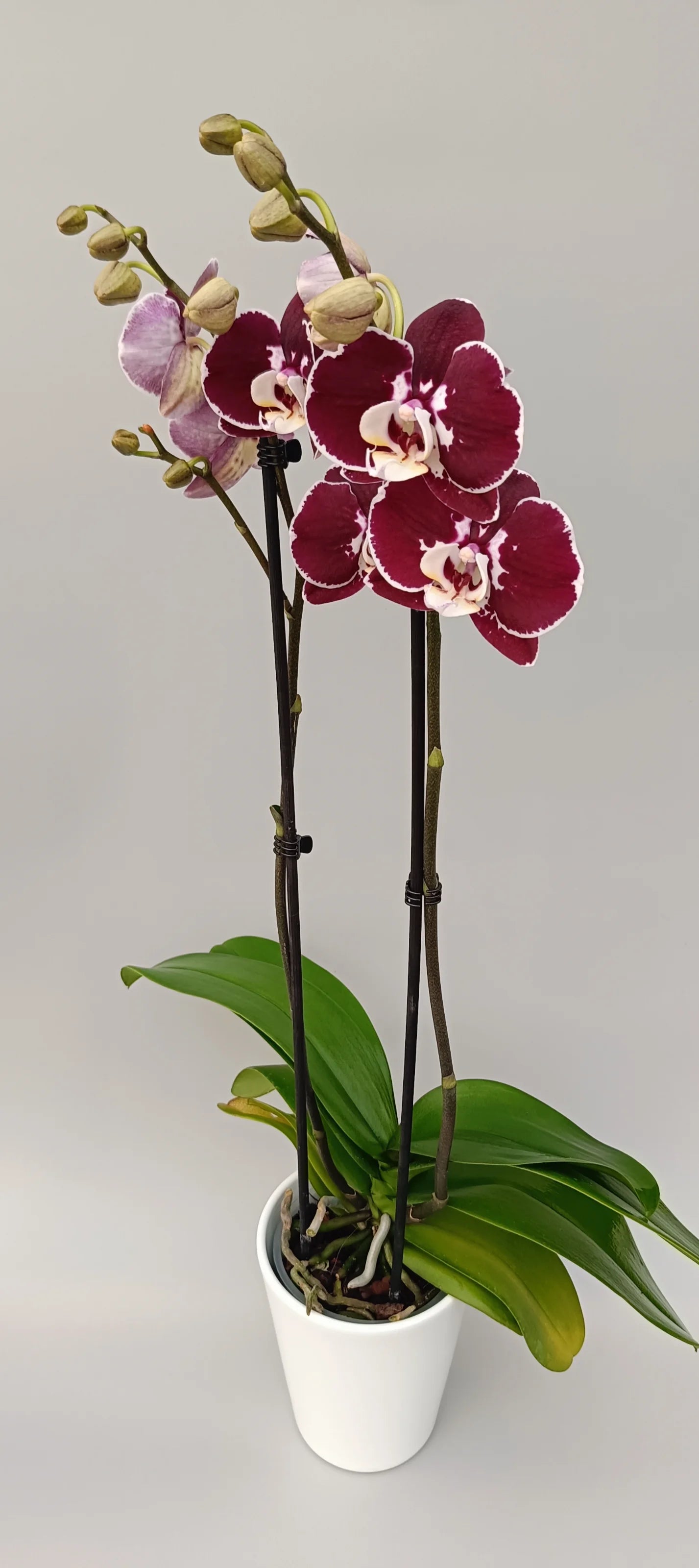 Special Collection Phalaenopsis orchid Burgundy Edge in white pot