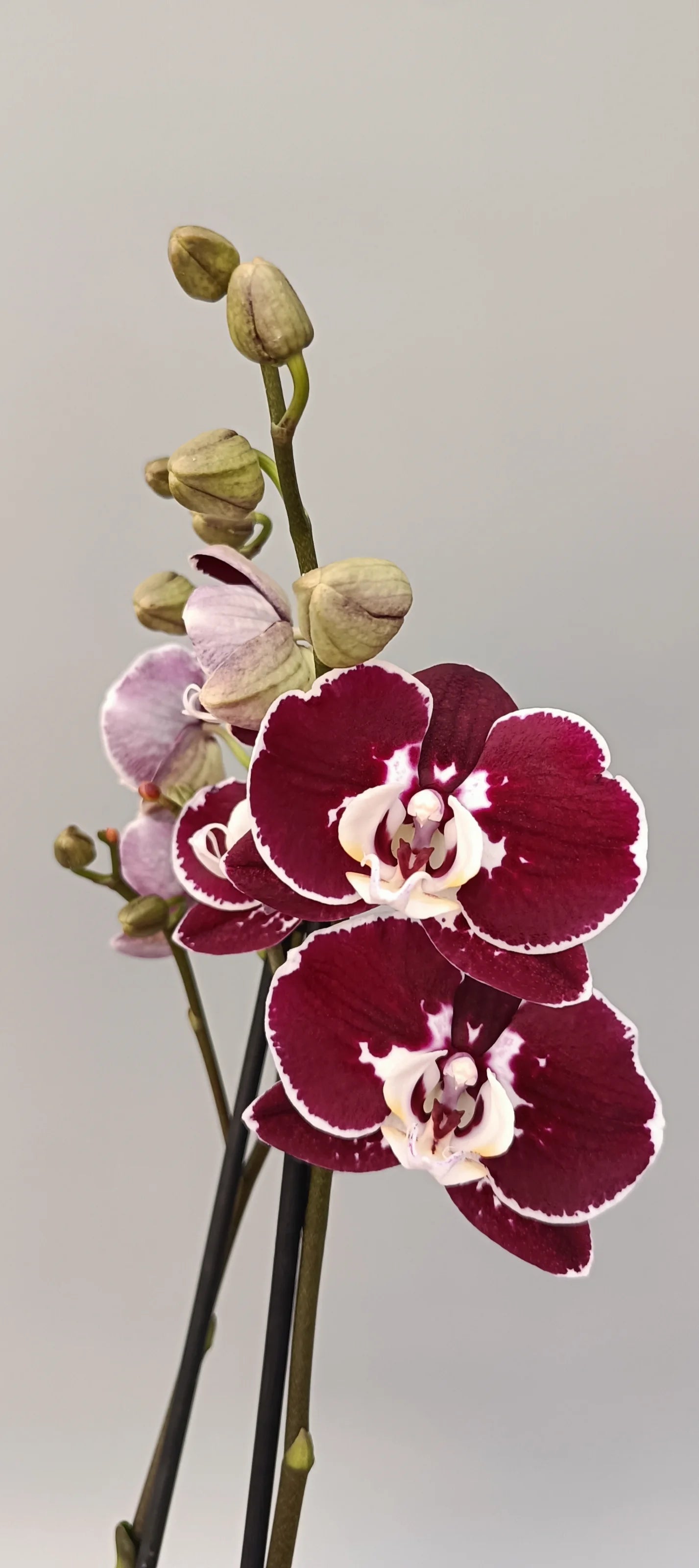Blooming Burgundy Edge orchid with velvety dark petals