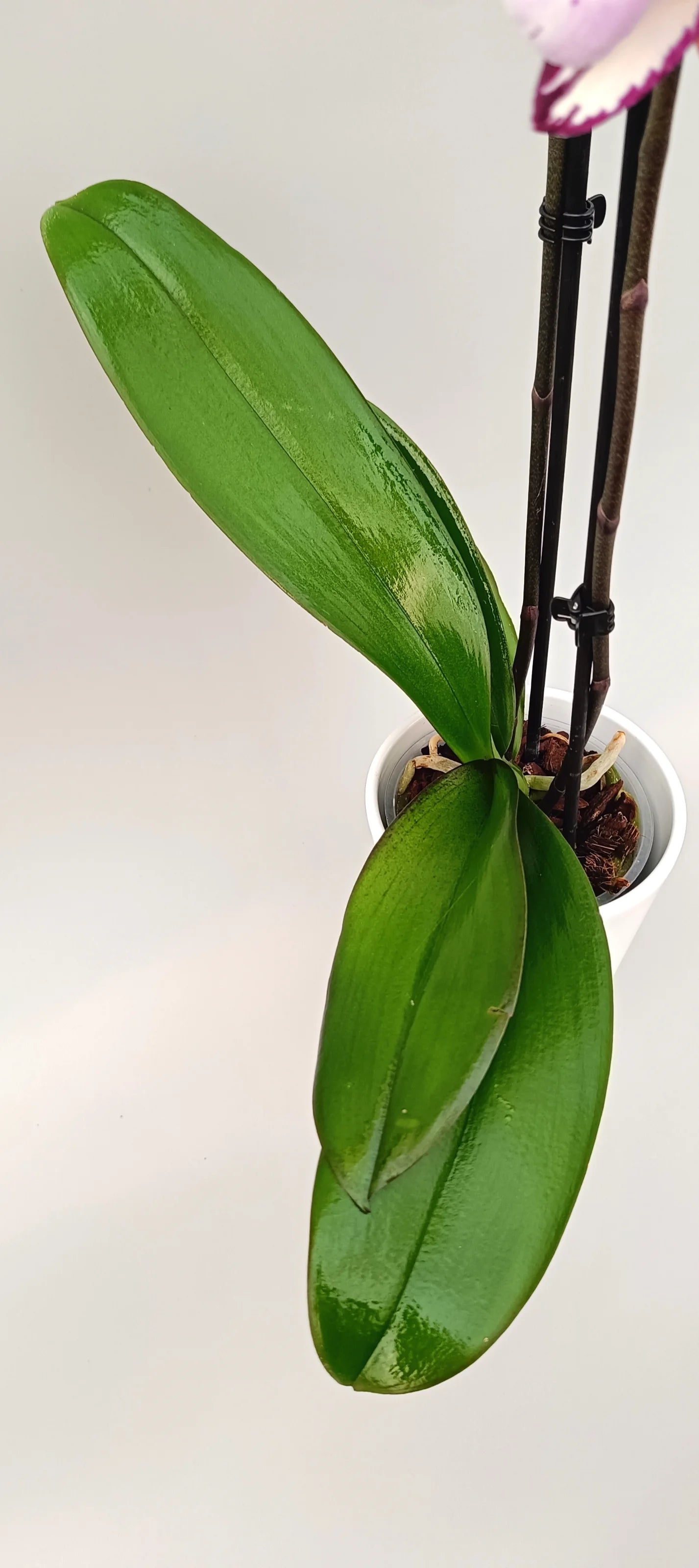 Leaves of phalaenopsis crimson script