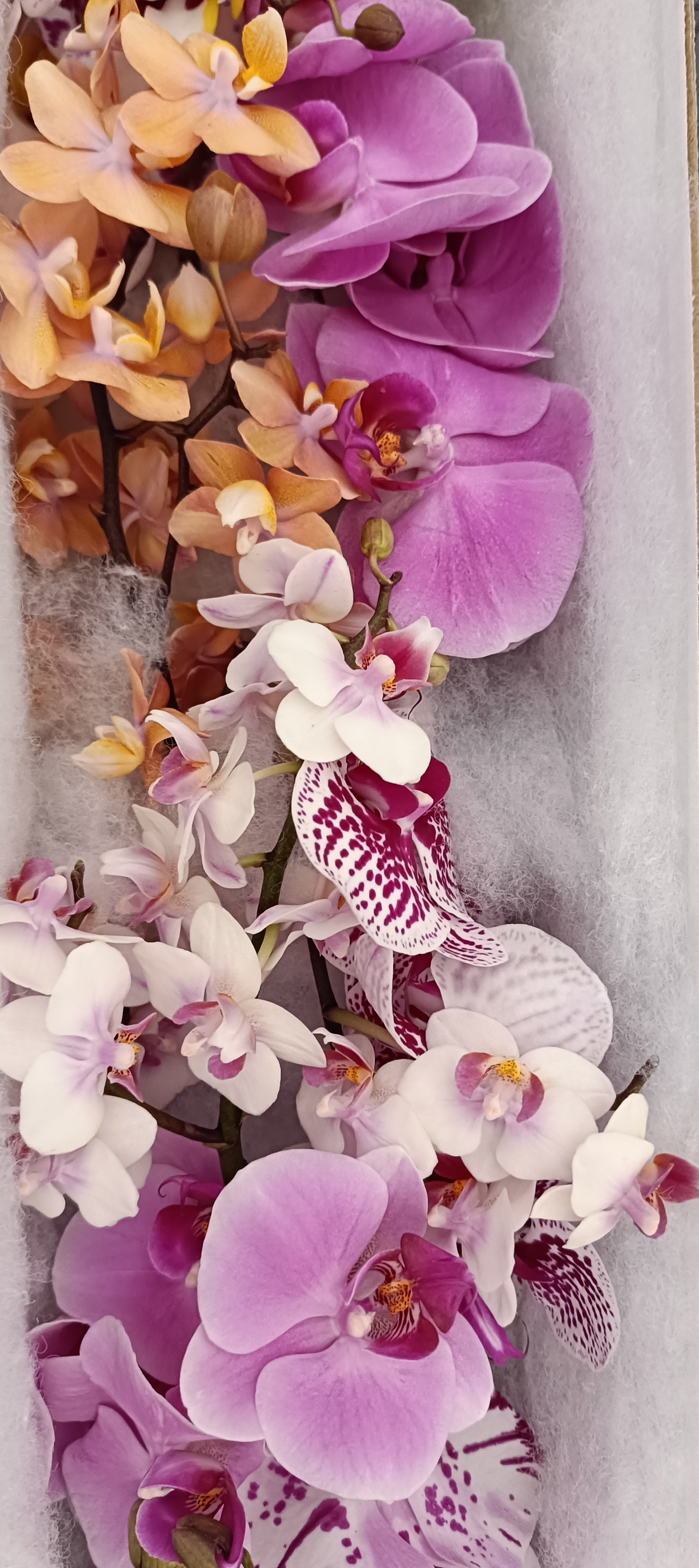 Mixed color Phalaenopsis orchid cut stems, premium quality
