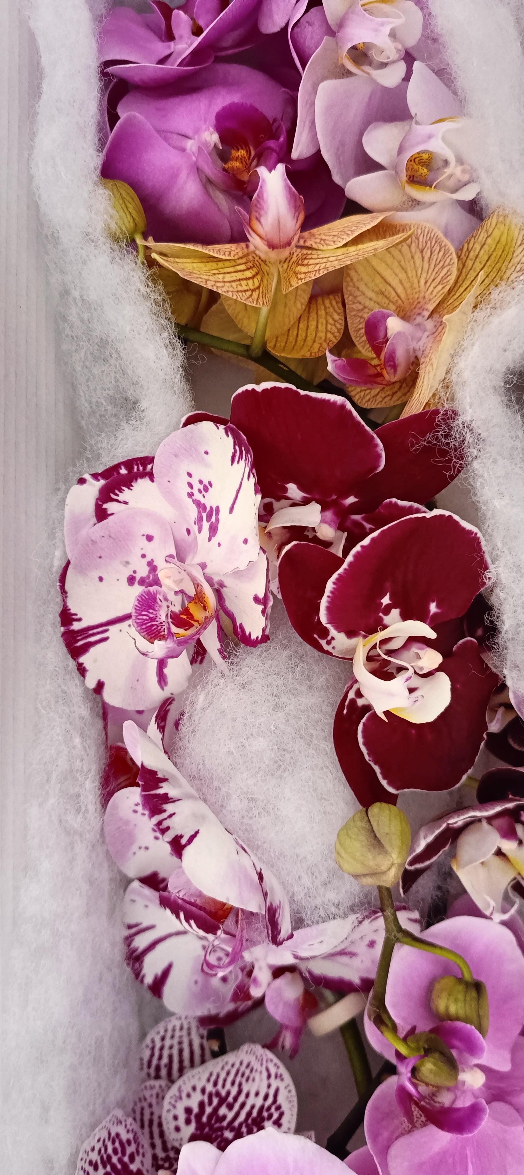 Luxury Phalaenopsis cut orchid mix, colorful stems