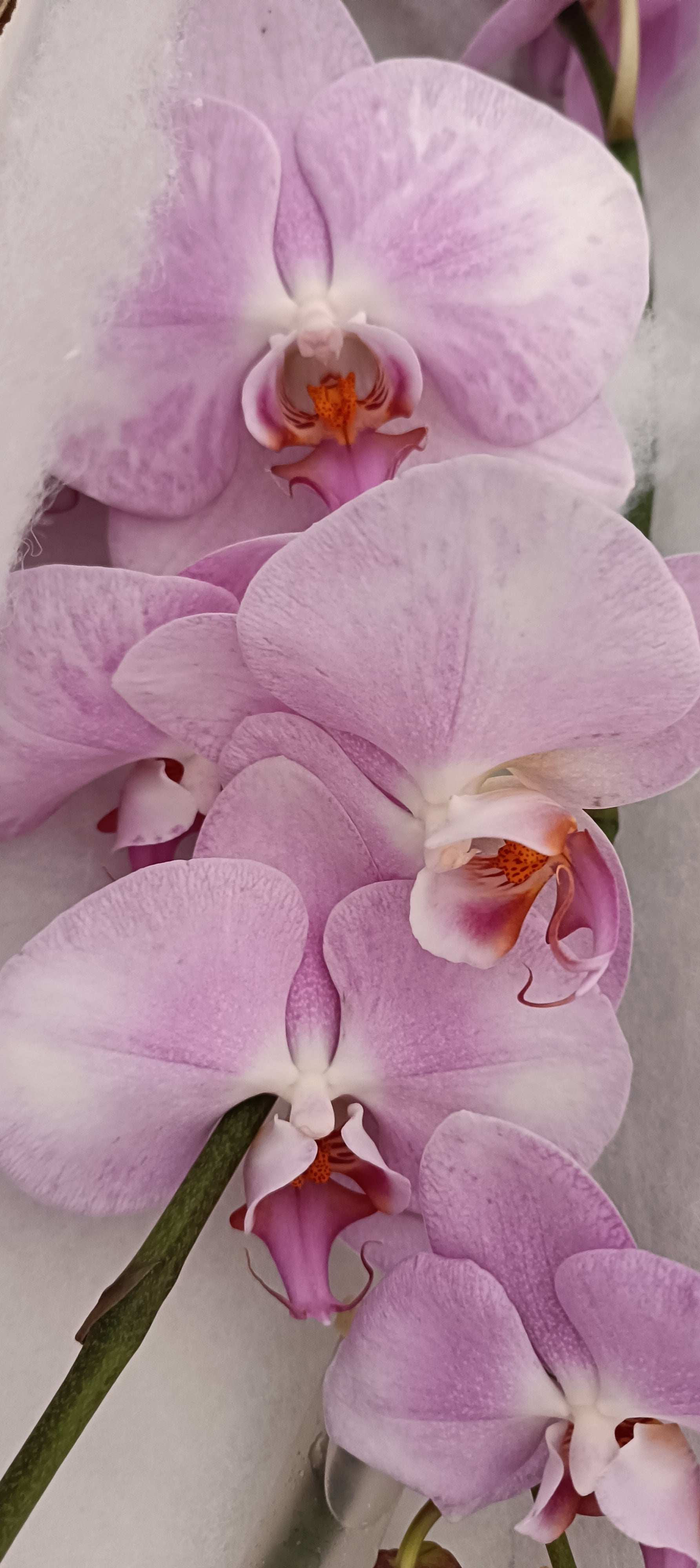Phalaenopsis Fiore Reciso Rosa