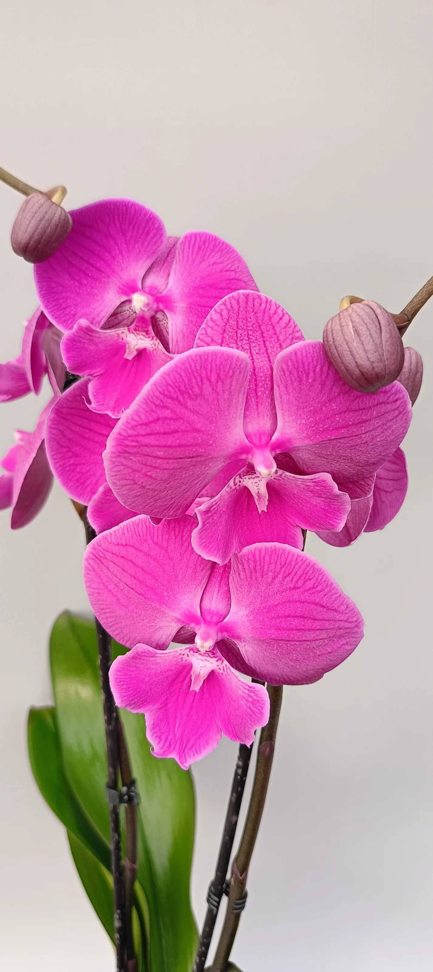 Phalaenopsis orchid Fuchsia Glow with vivid fuchsia pink flowers